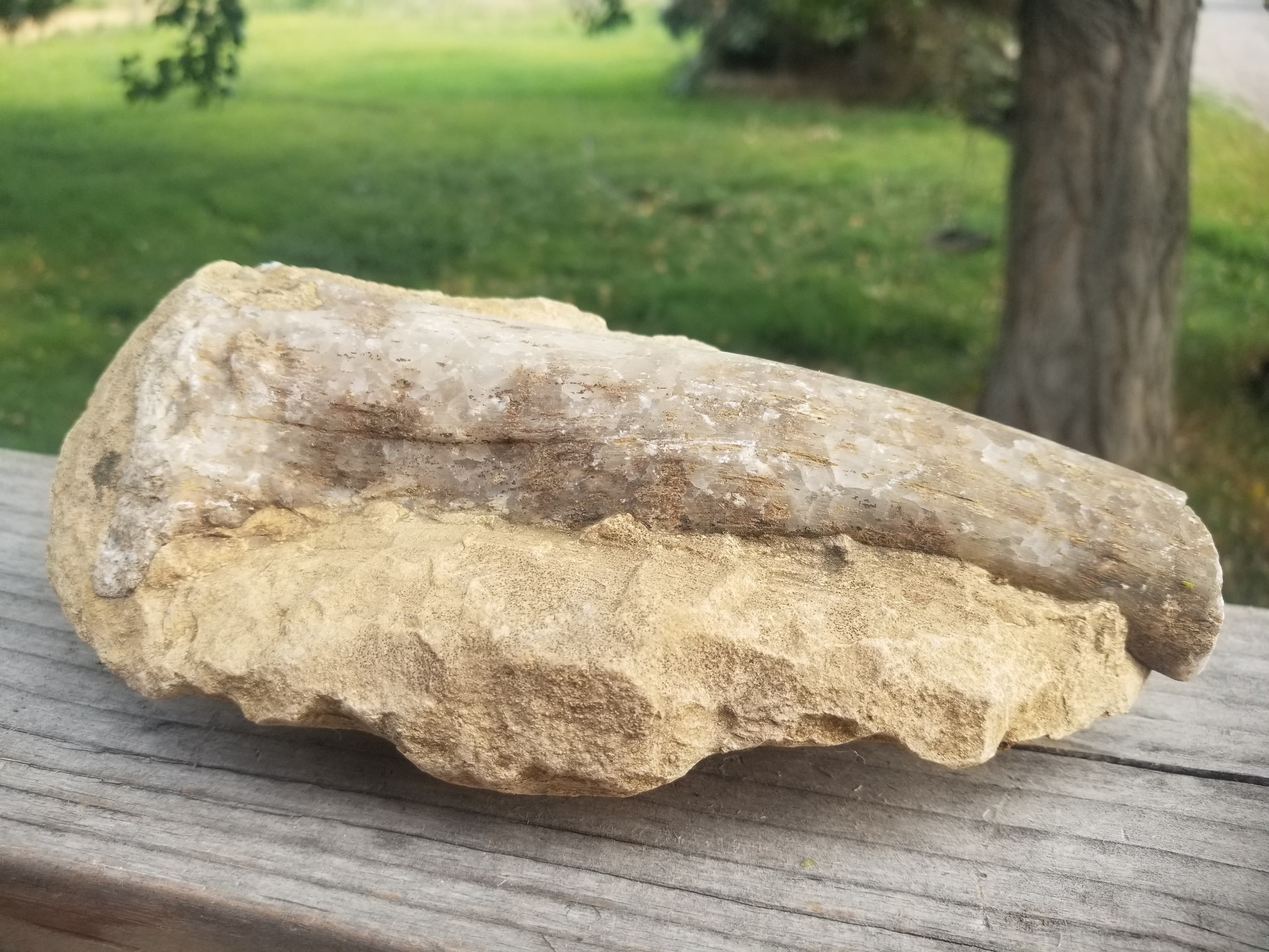 Nice 7" Petrified Wood Limb Cast In Situ Natural Formation 3+Lb