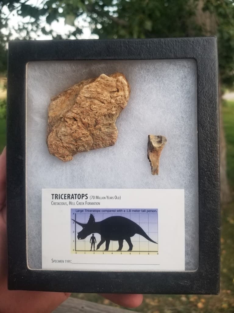 Nice Defined Triceratops Frill & Tooth Specimen in Ryker Hell Creek MT
