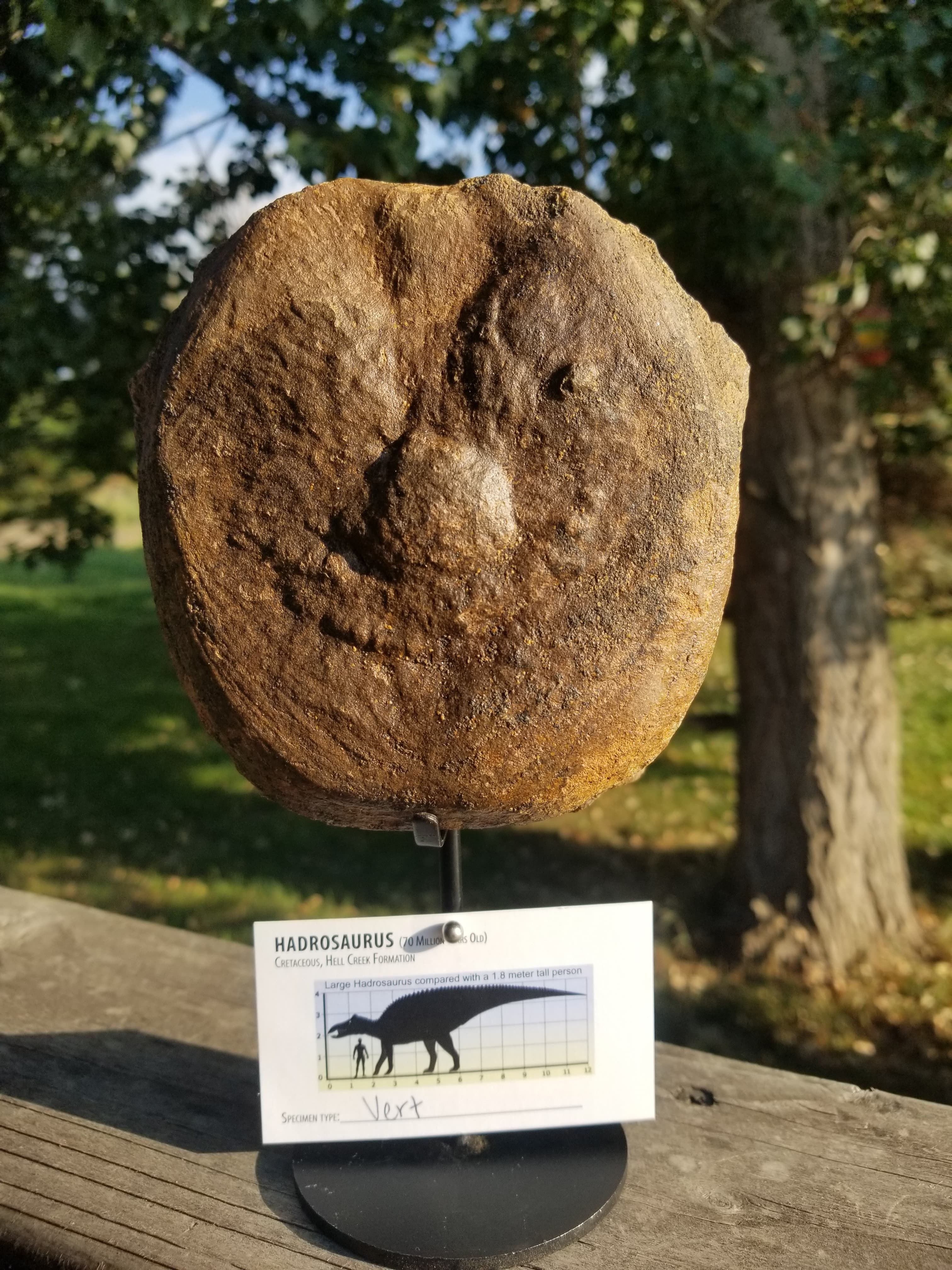 Nice Hadrosaurus Vertebrae Centrum Fossil Specimen Cretaceous Hell Crk MT Recent Dig