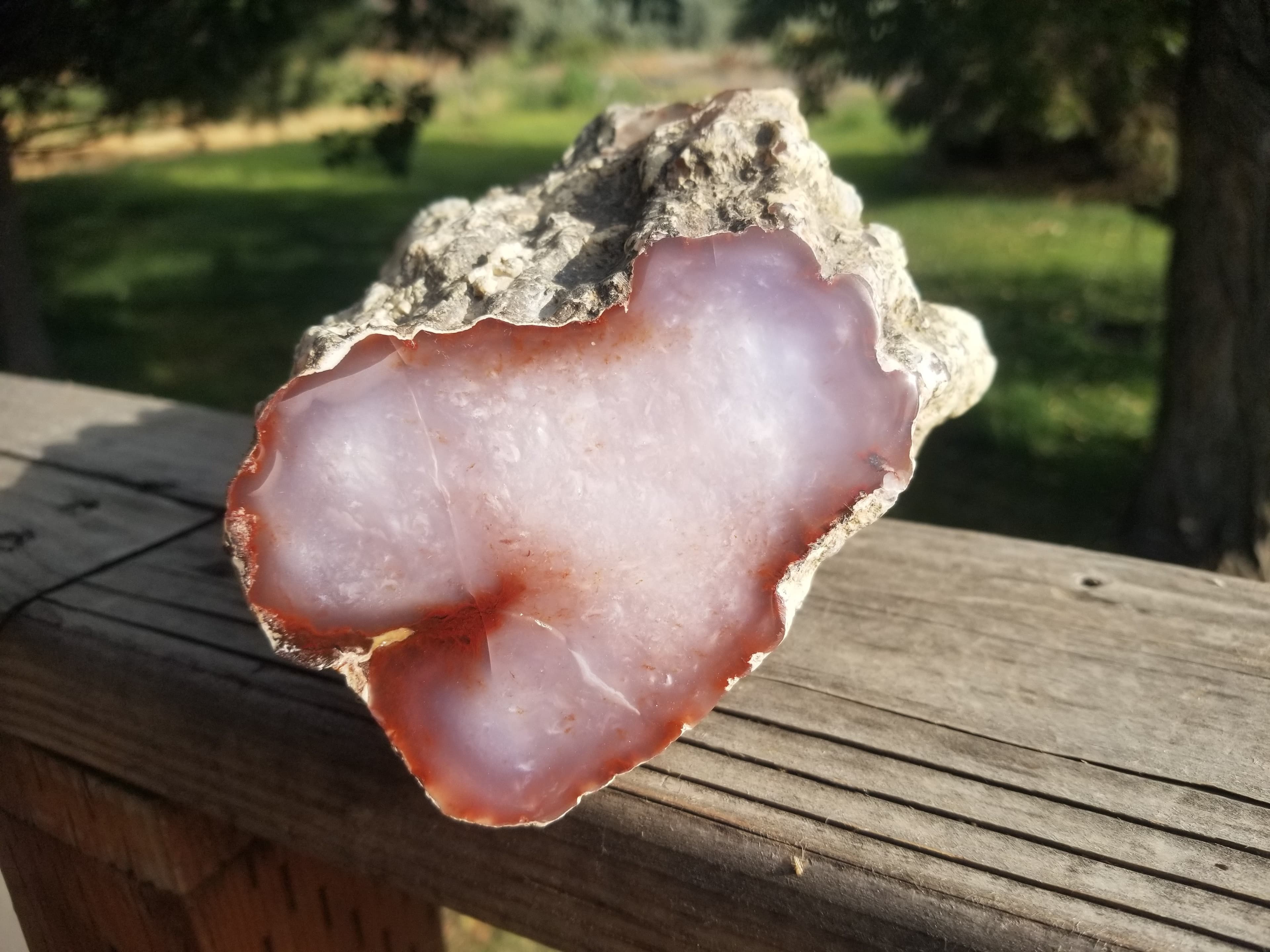 Incredible Huge Polished Texas Springs Petrified Agatized Wood 4" Round Limb Cast Pink Oligocene NV 6.25Lb