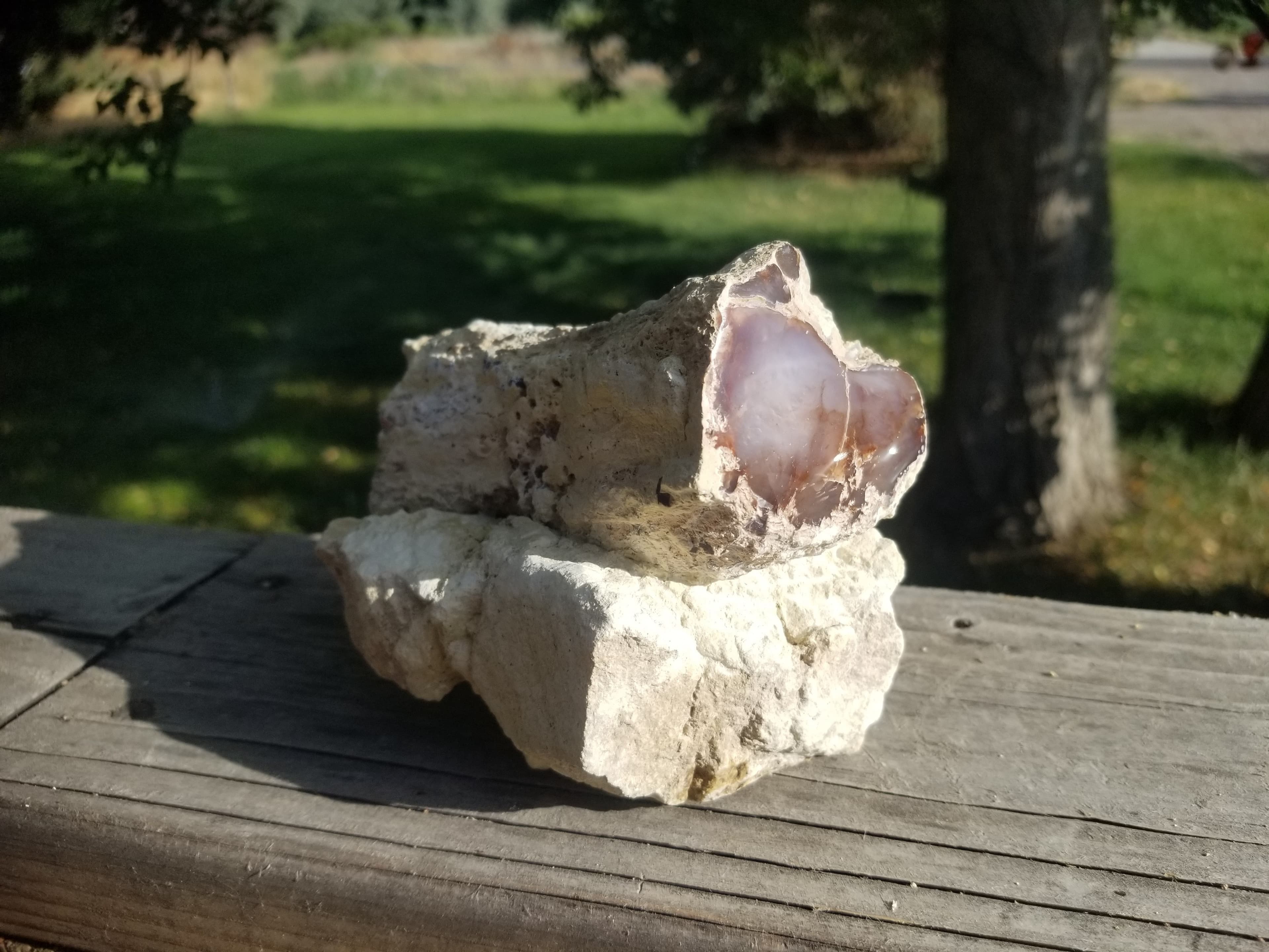 Nice Large Polished Texas Springs Petrified Agatized Wood 2" Round Limb Cast Pink Oligocene NV 2Lb