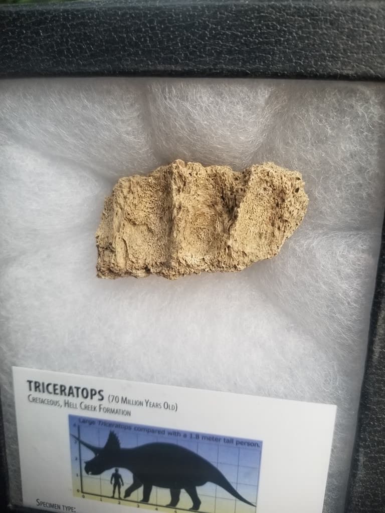 Nice Natural Triceratops Jaw Bone Fossil Specimen No Restoration Hell Creek, MT