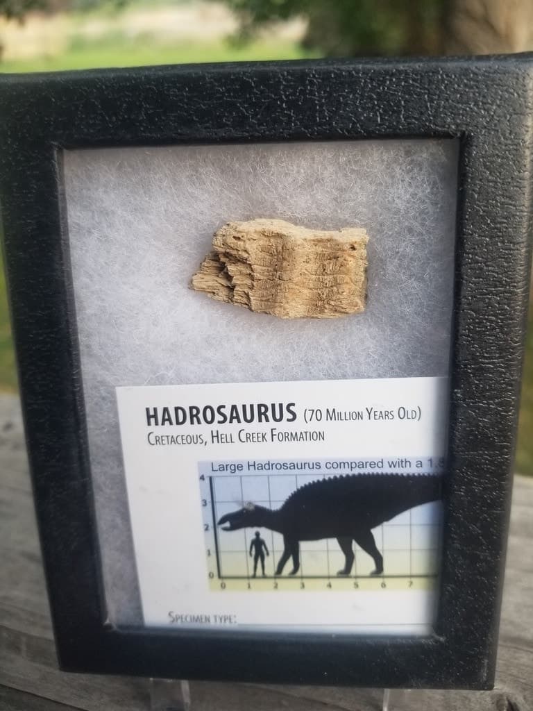 Nice Natural Hadrosaur Jaw Bone Fossil Specimen No Restoration Hell Creek, MT