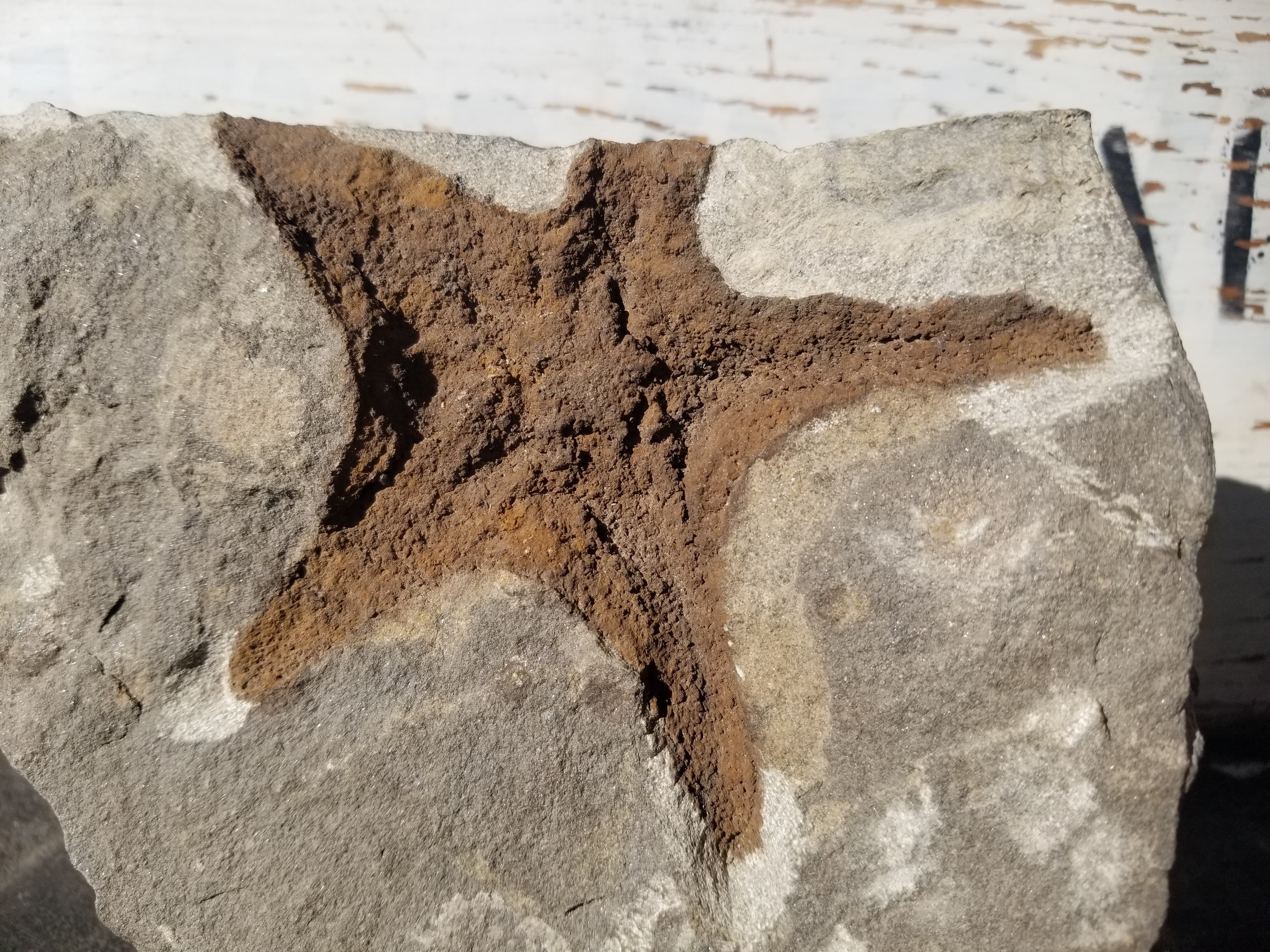 Nice Ordovician Sea Starfish Brittlestar Fossil Morocco Marine Over 400 Mill Yrs Old Atlas Mountains