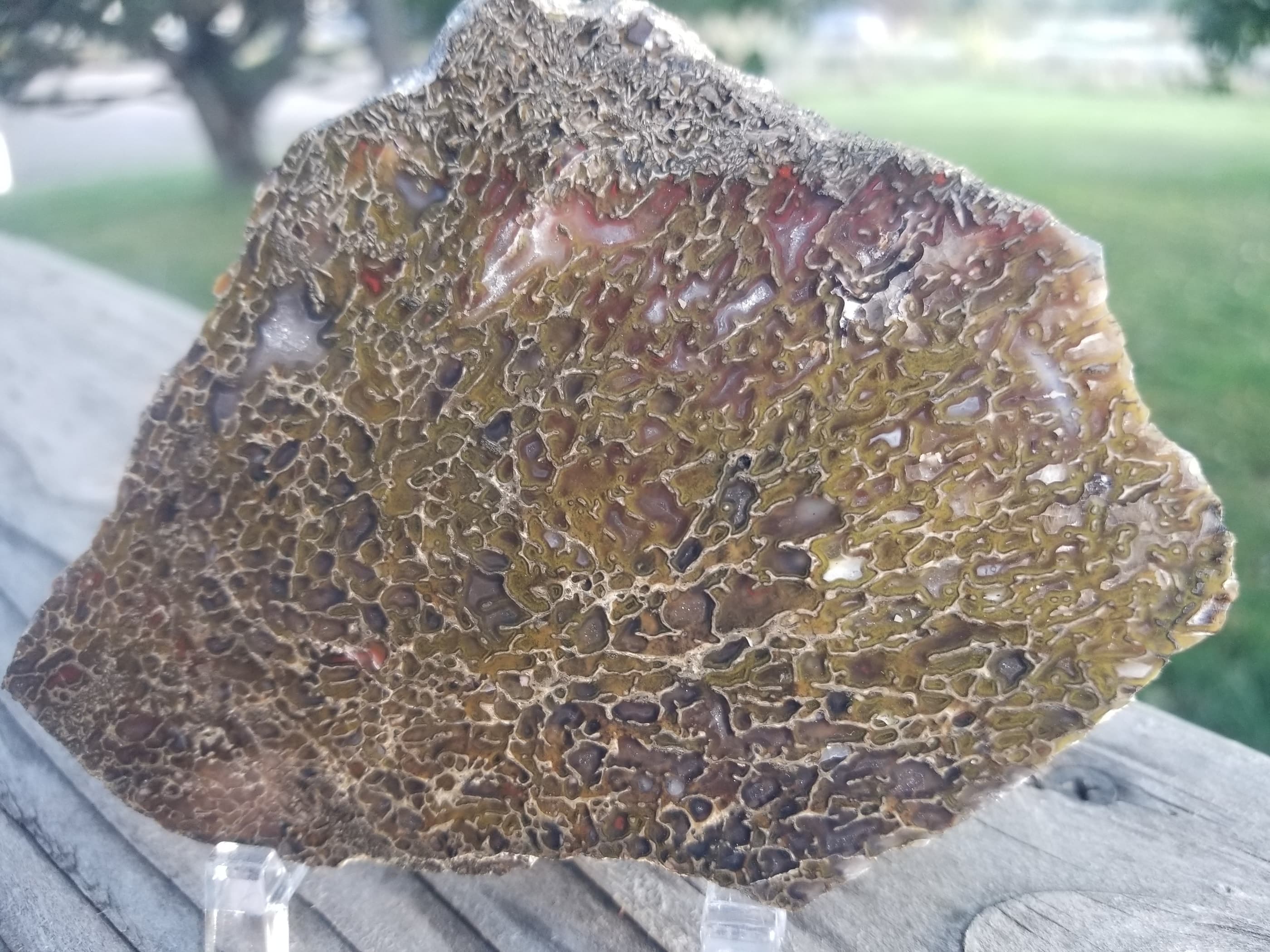 Polished Agatized Dinosaur Gem Bone Slab Specimen Multicolor Jurrasic 5x3.5"