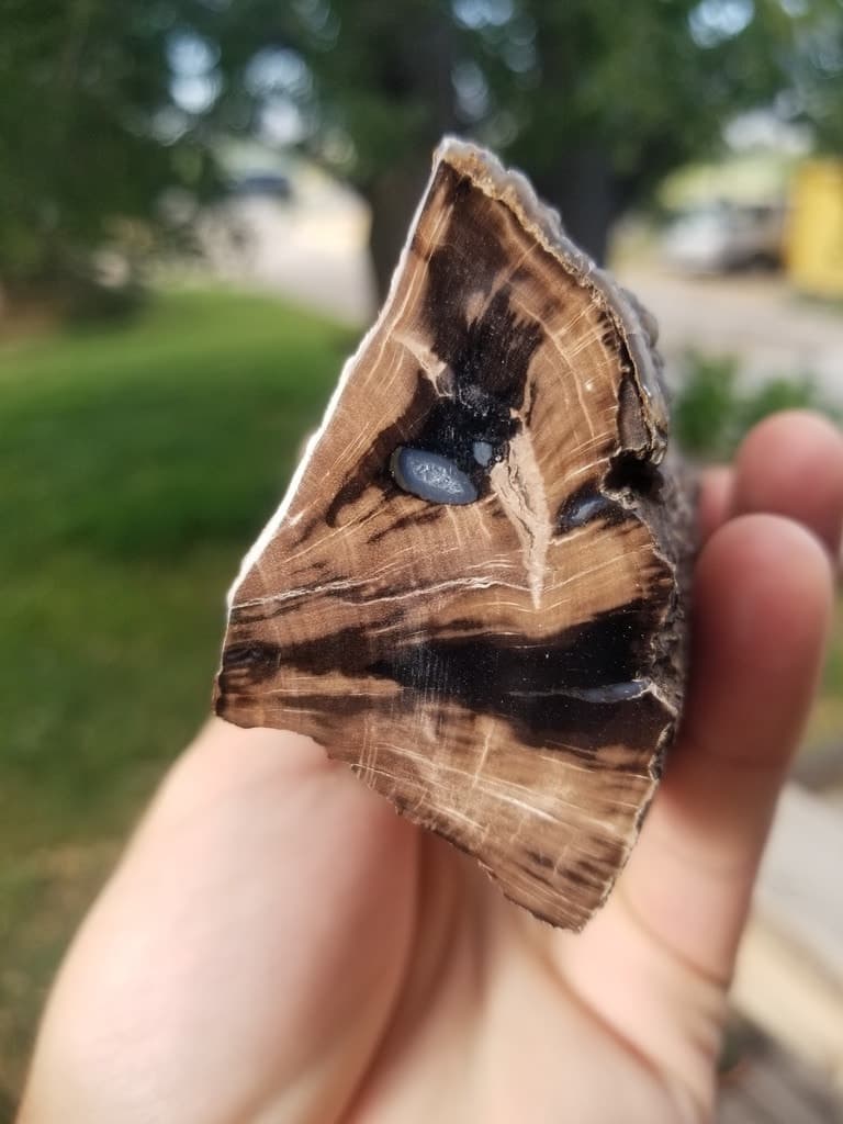 Nice Polished Blue Forest Petrified 1/4 Wood Limb Knot Botryoidals - Wyoming Agatized Wood Eden Valley