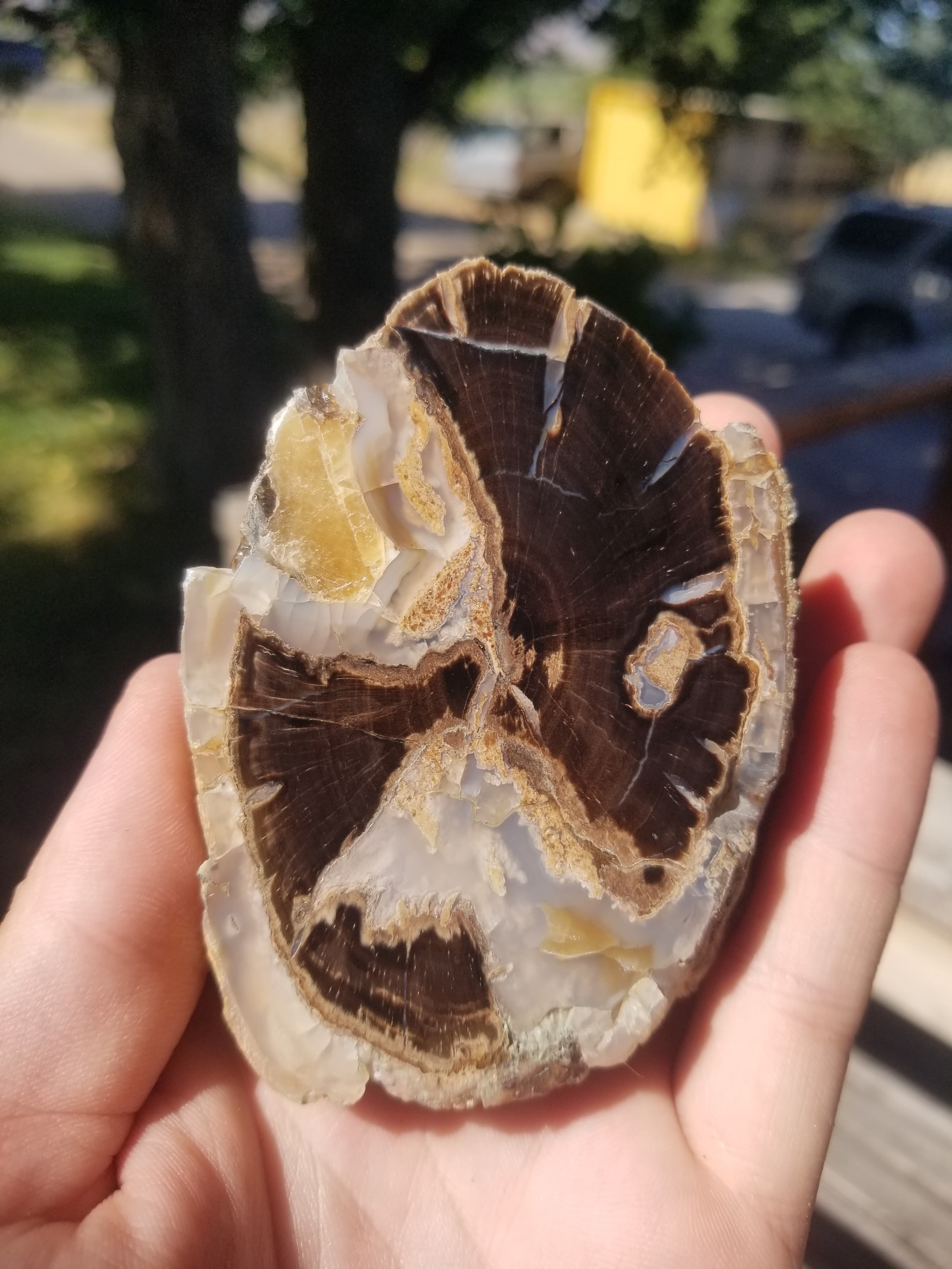 Nice Polished Blue Forest Petrified Wood Limb Angled - Wyoming Agatized Wood Eden Valley