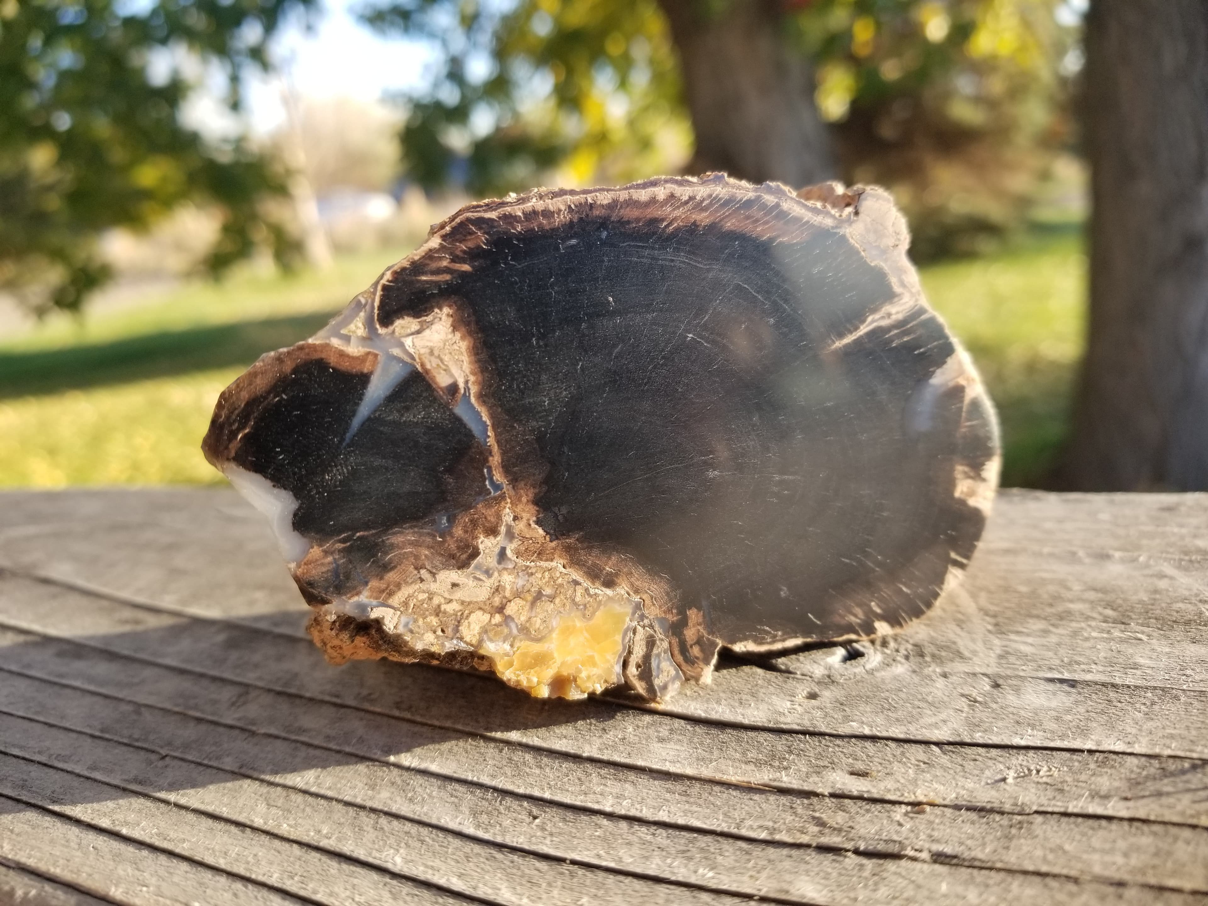Nice Polished Blue Forest Petrified Wood Limb Round - Wyoming Agatized Wood Eden Valley