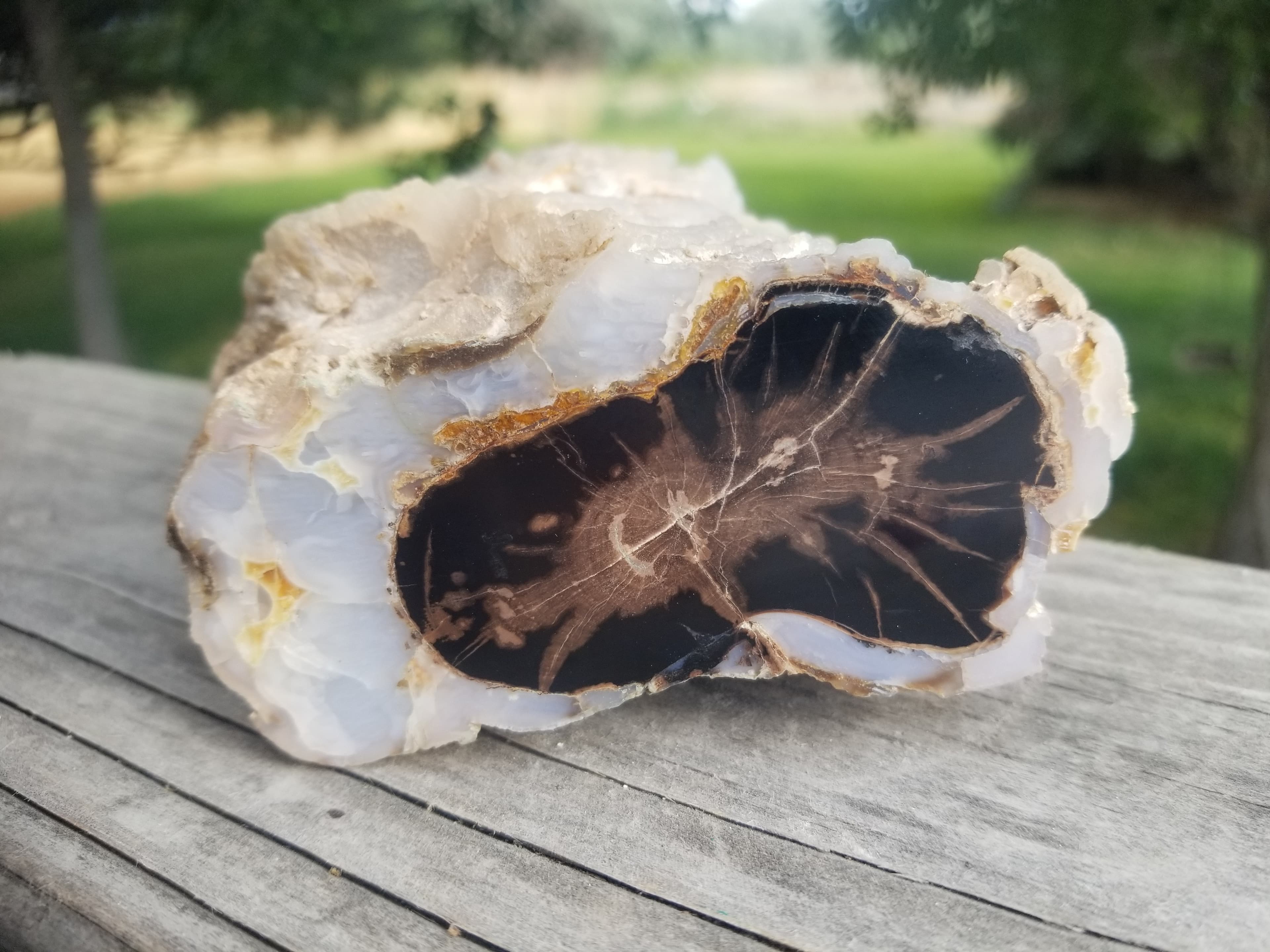 Incredible Polished Blue Forest Petrified Wood Limb w/Knot Botryoidals - Wyoming Agatized Wood Eden Valley