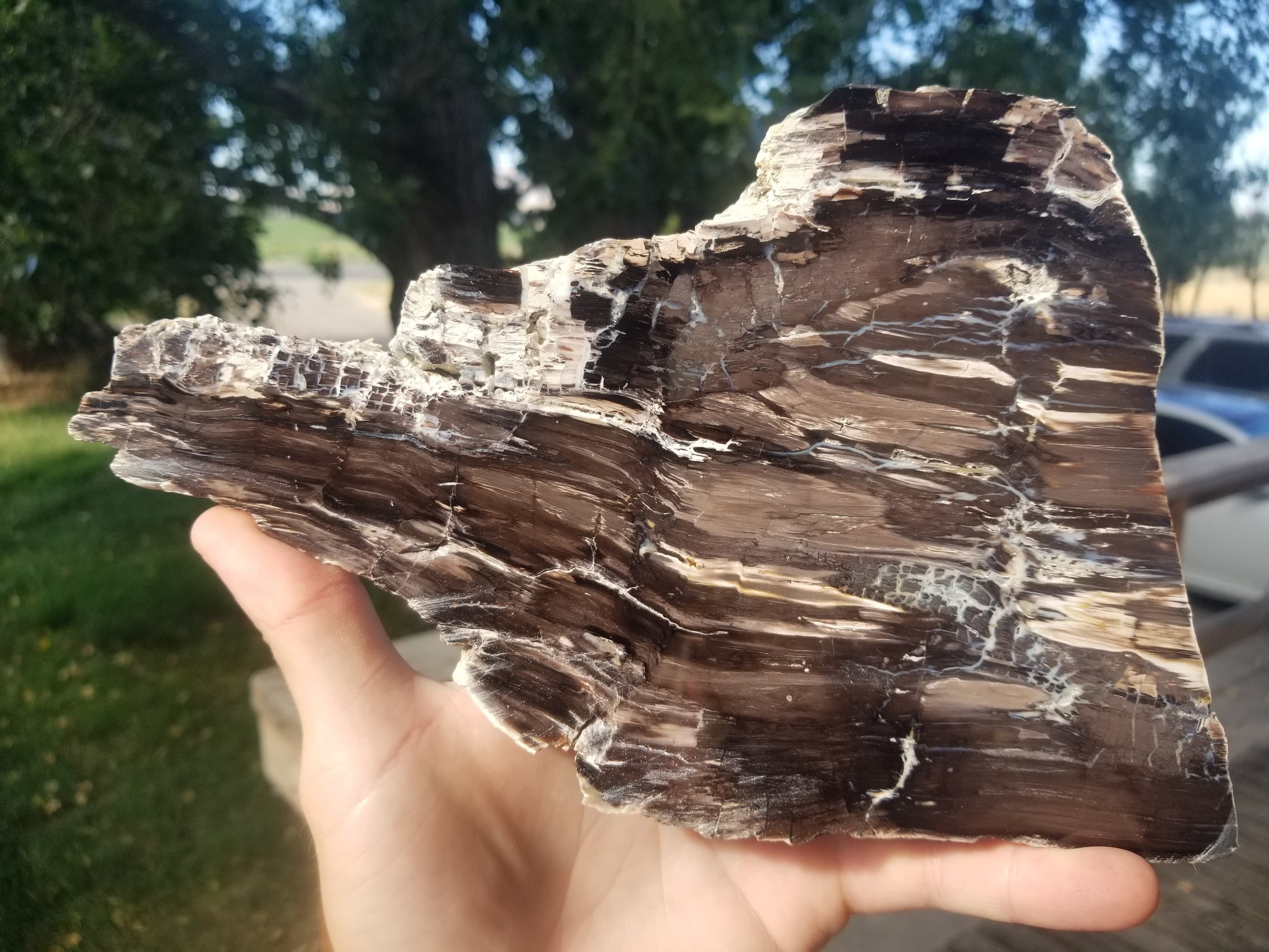 Beautiful Large Polished Petrified Wood Slab Rip Cut - Wyoming Agatized Wood Eden Valley