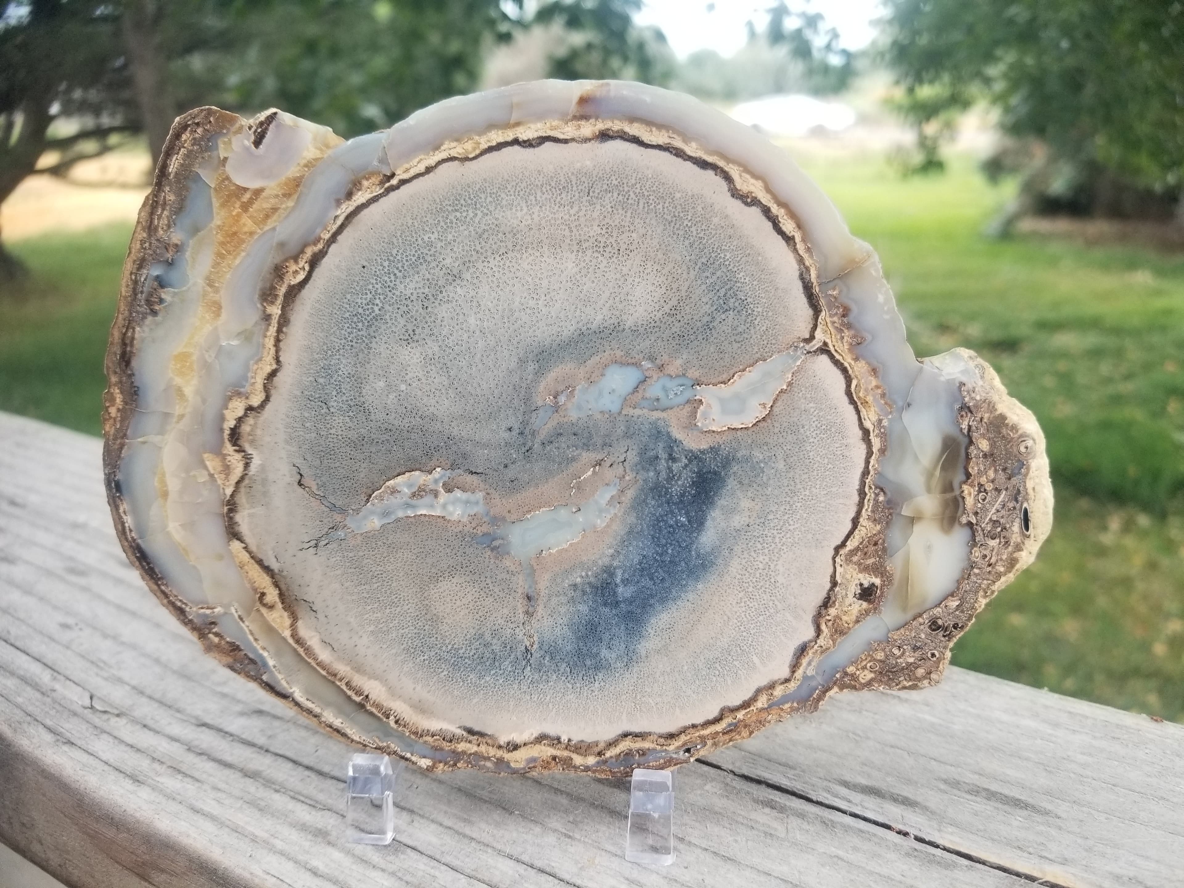 Beautiful Polished Blue Forest Petrified Palm Wood Slab Specimen - Wyoming Agatized Wood Eden Valley