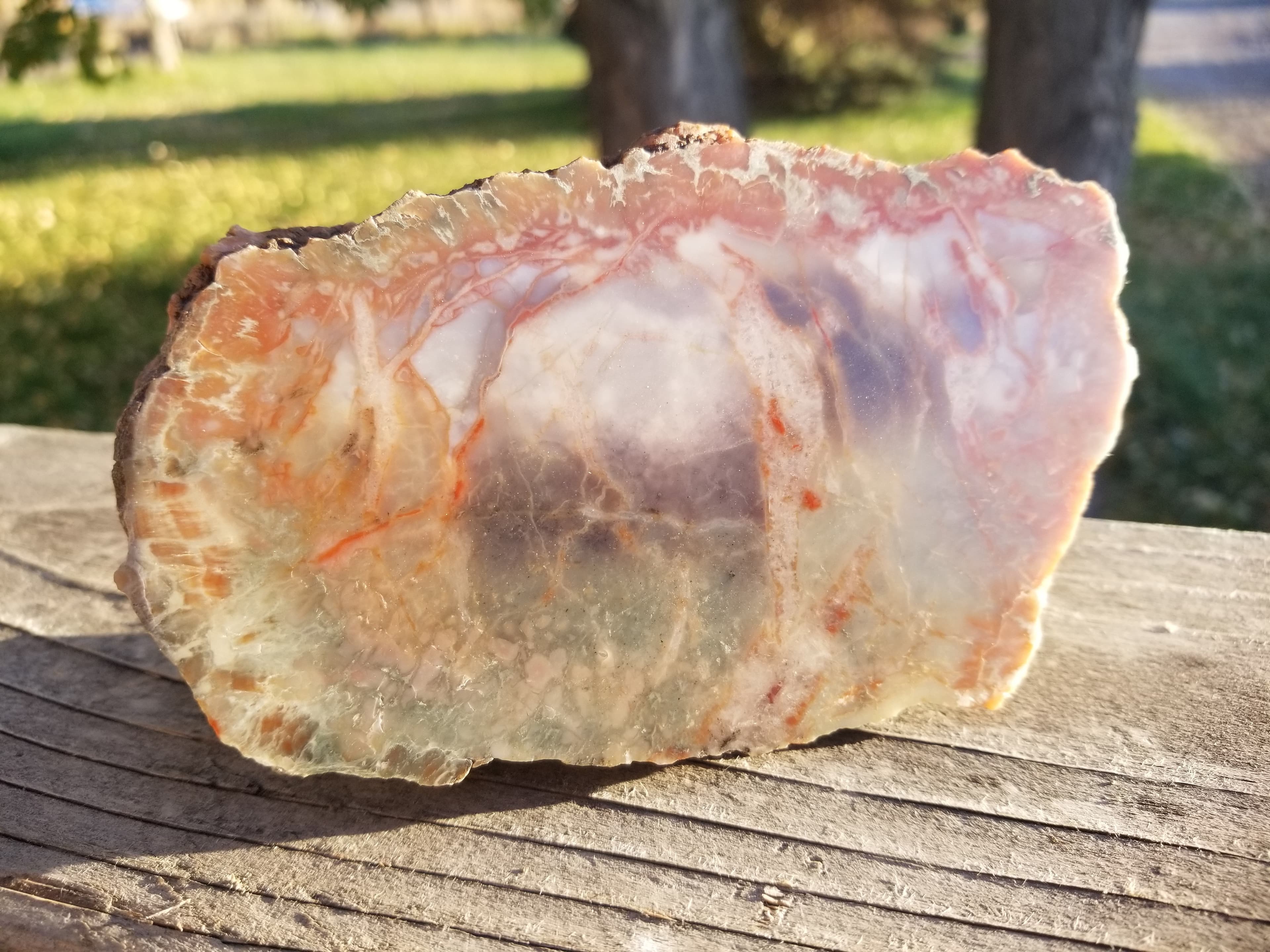Nice Polished Coprolite Half Specimen Fossilized Agatized Dinosaur Poop Dung Natural 757g, 1.6Lb