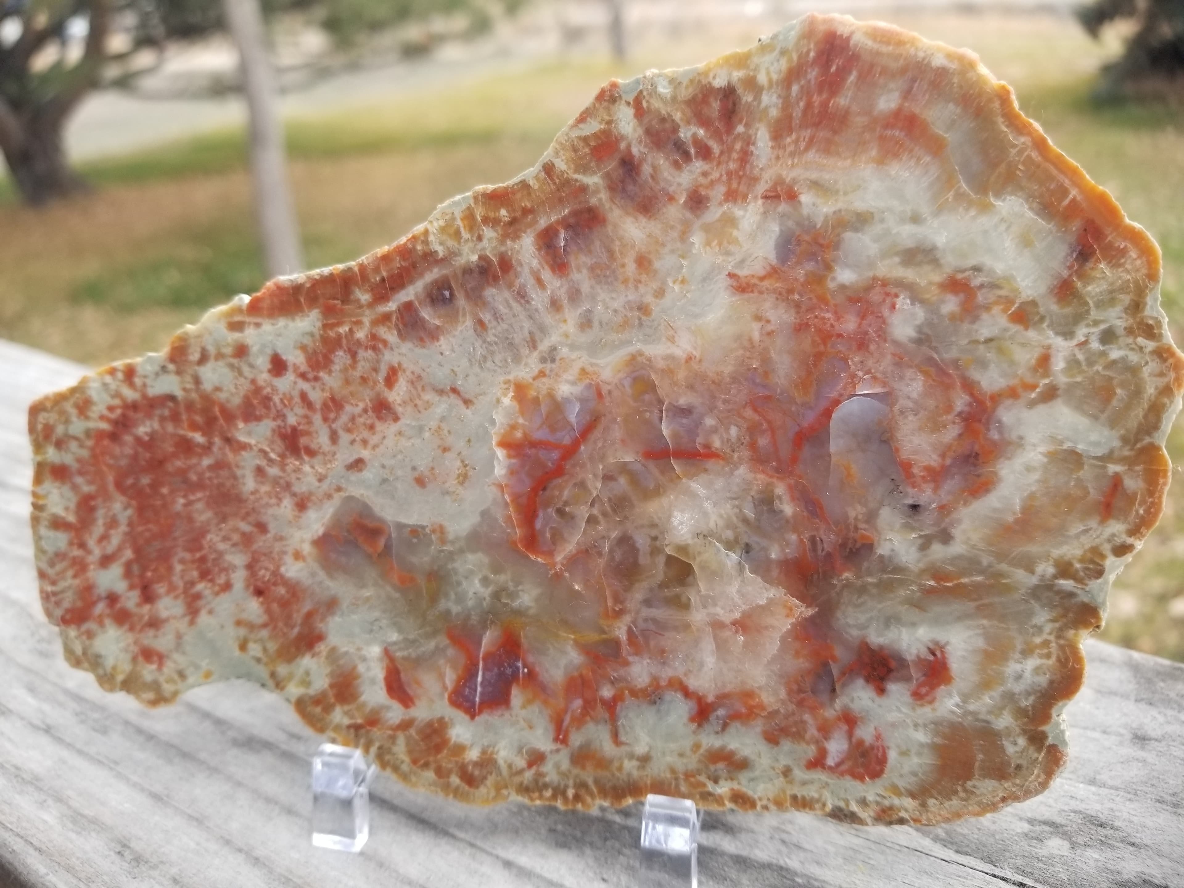 Nice Polished Coprolite Slab Specimen Fossilized Agatized Dinosaur Poop Dung Natural 239g