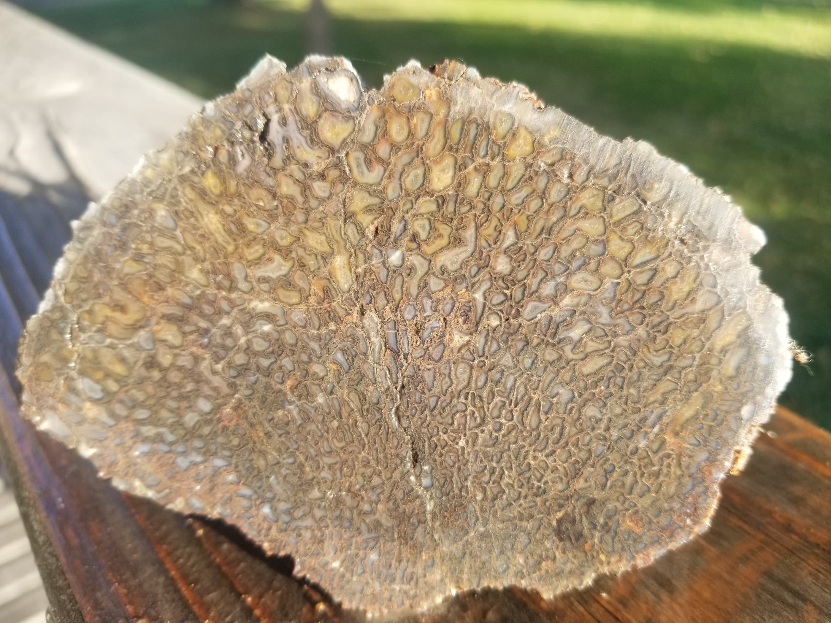 Agatized Dinosaur Gem Bone End Cut Rough/Natural 346g