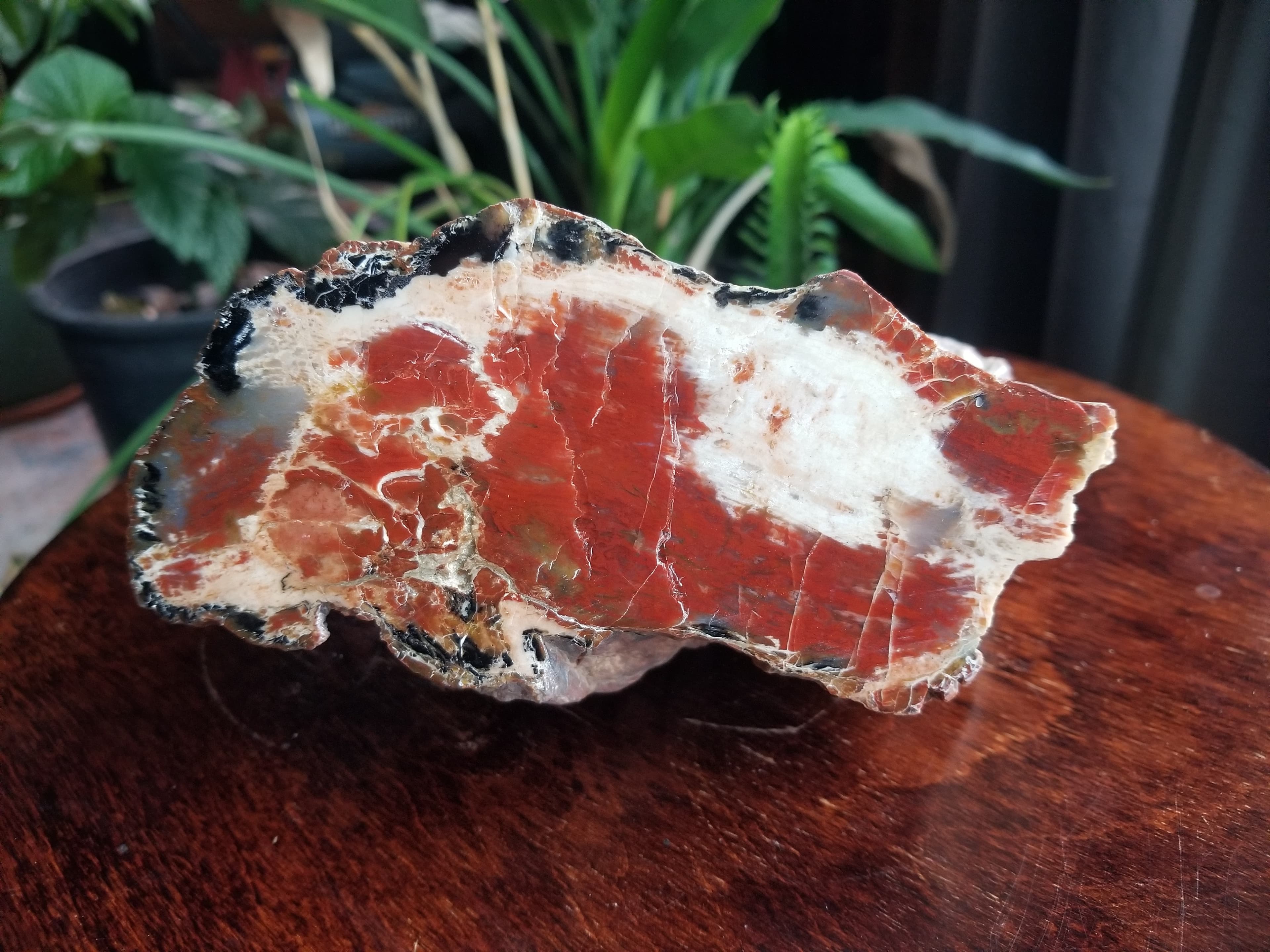 Nice Polished Henry Mountains Petrified Wood Specimen - Jurassic, Southern Utah 4.8Lb
