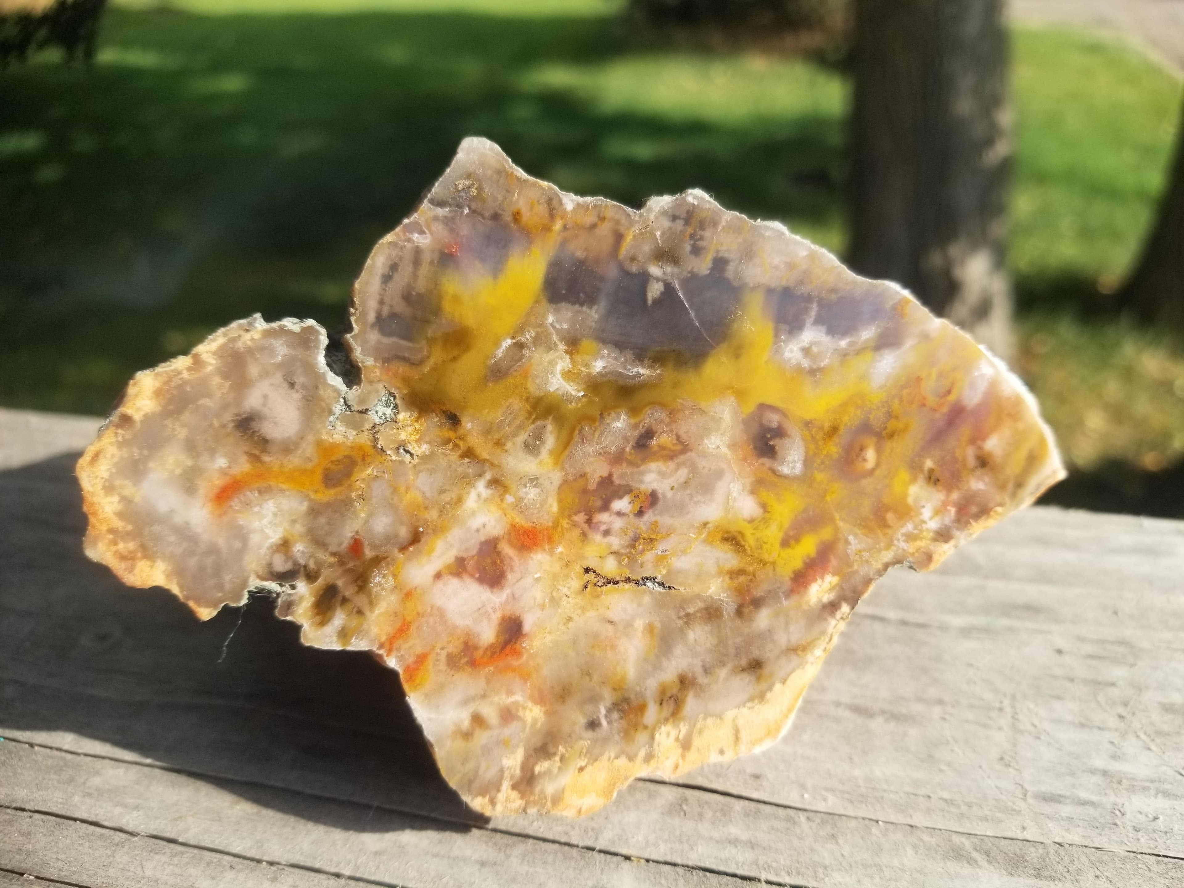 Nice Polished Henry Mountains Petrified Wood Specimen - Jurassic, Southern Utah