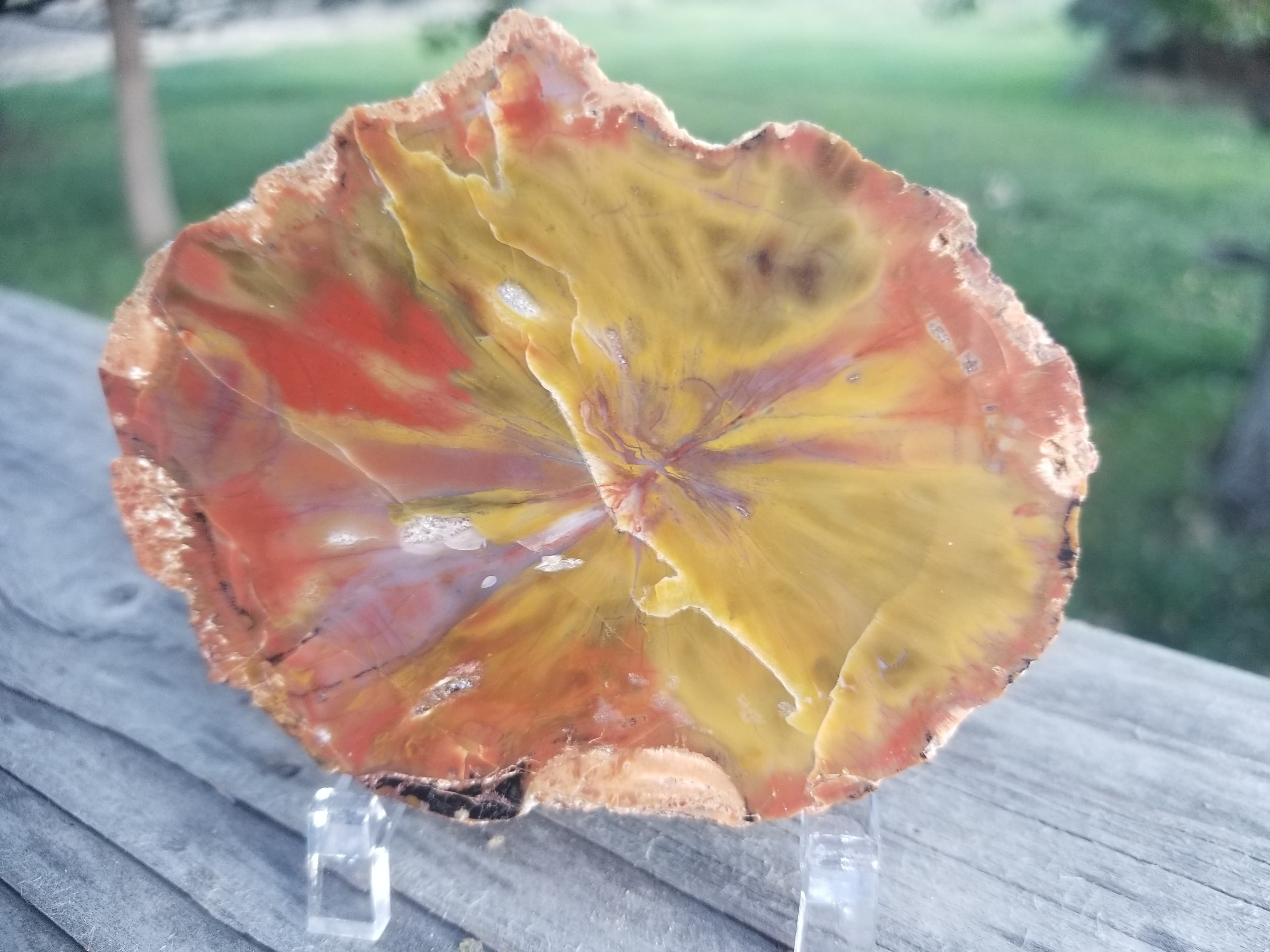 Nice Cute Polished Henry Mountains Petrified Wood Round Specimen - Jurassic, Southern Utah