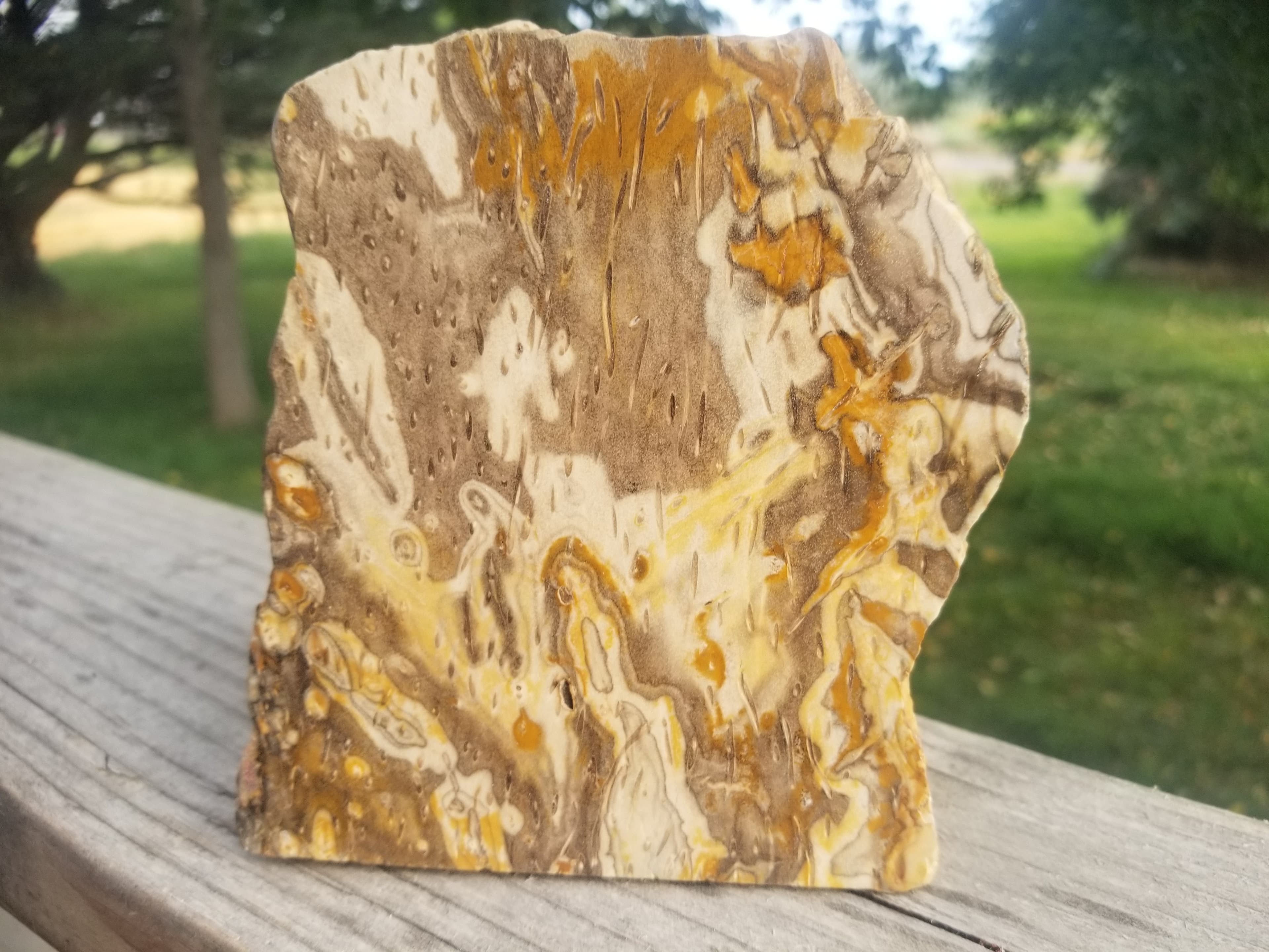 Nice Polished Petrified Palm Wood (Palmoxylon) Upright Specimen Great Pattern Old Collection 2.6Lb