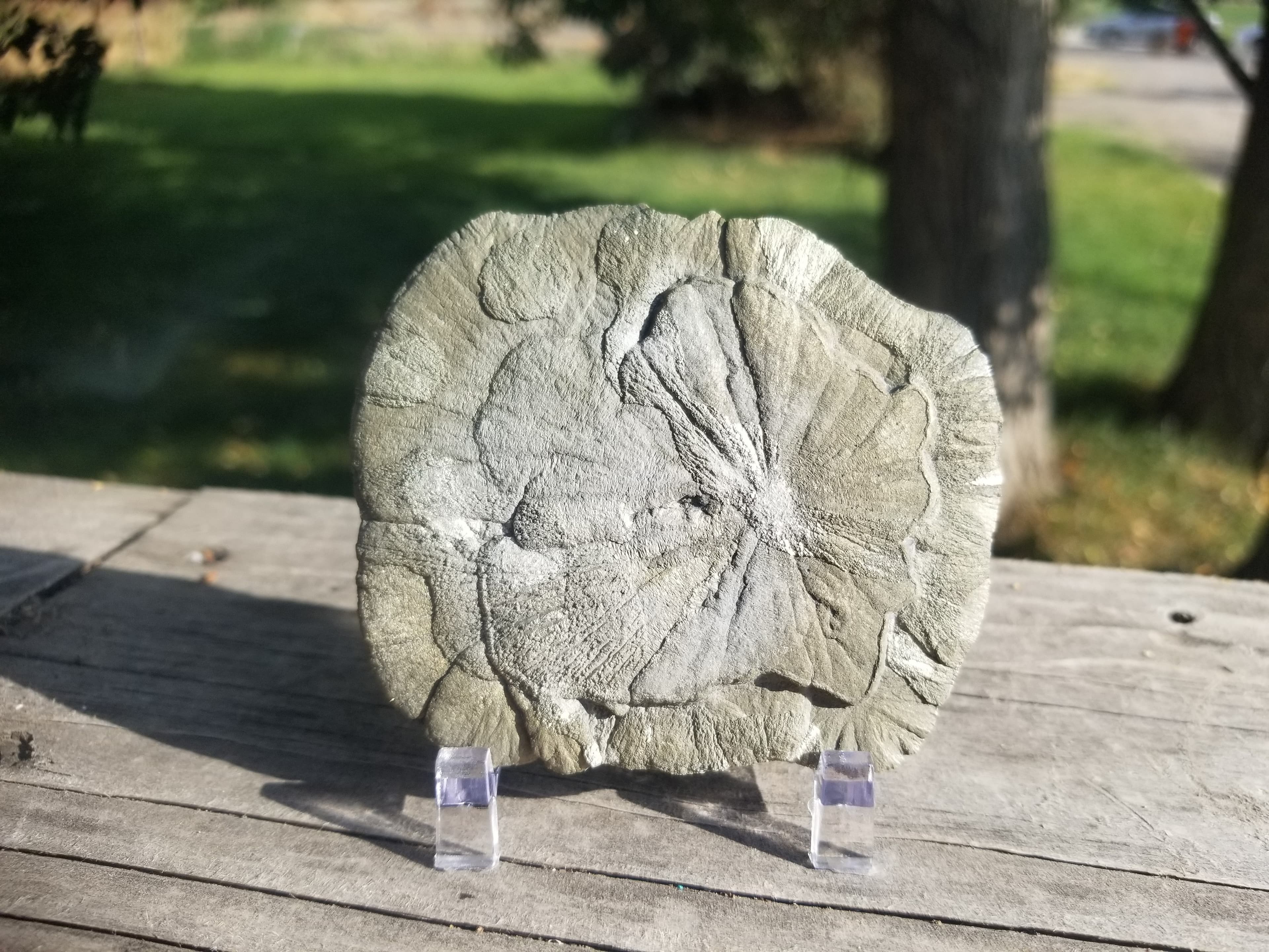 Nice Pyrite Sun - Pyrite Dollar 131g Natural Specimen 3.25x3" Round Sparta Illinois