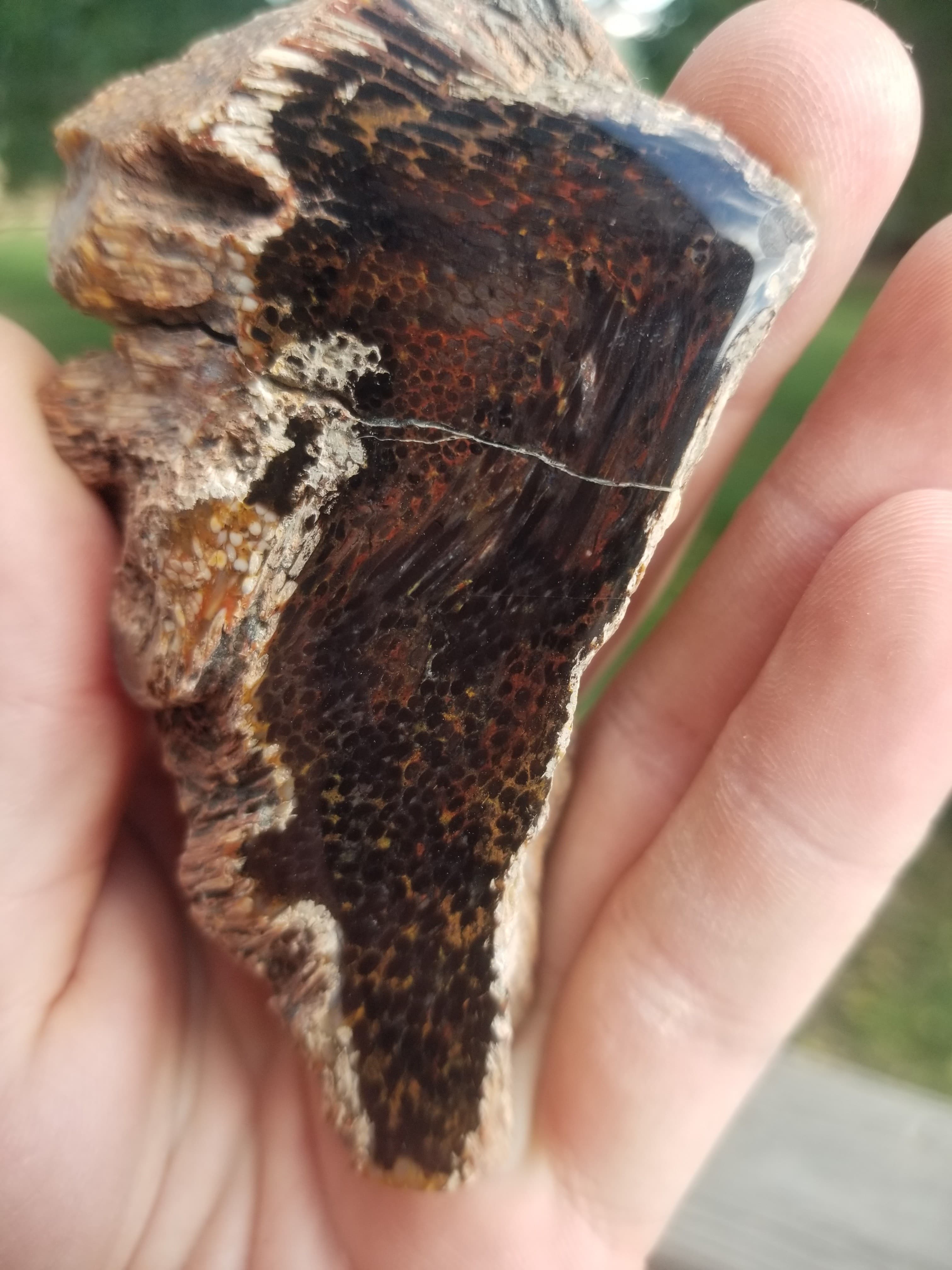 Nice Rare Polished Petrified Palm Wood Specimen Multicolor 152g - Nephi Utah