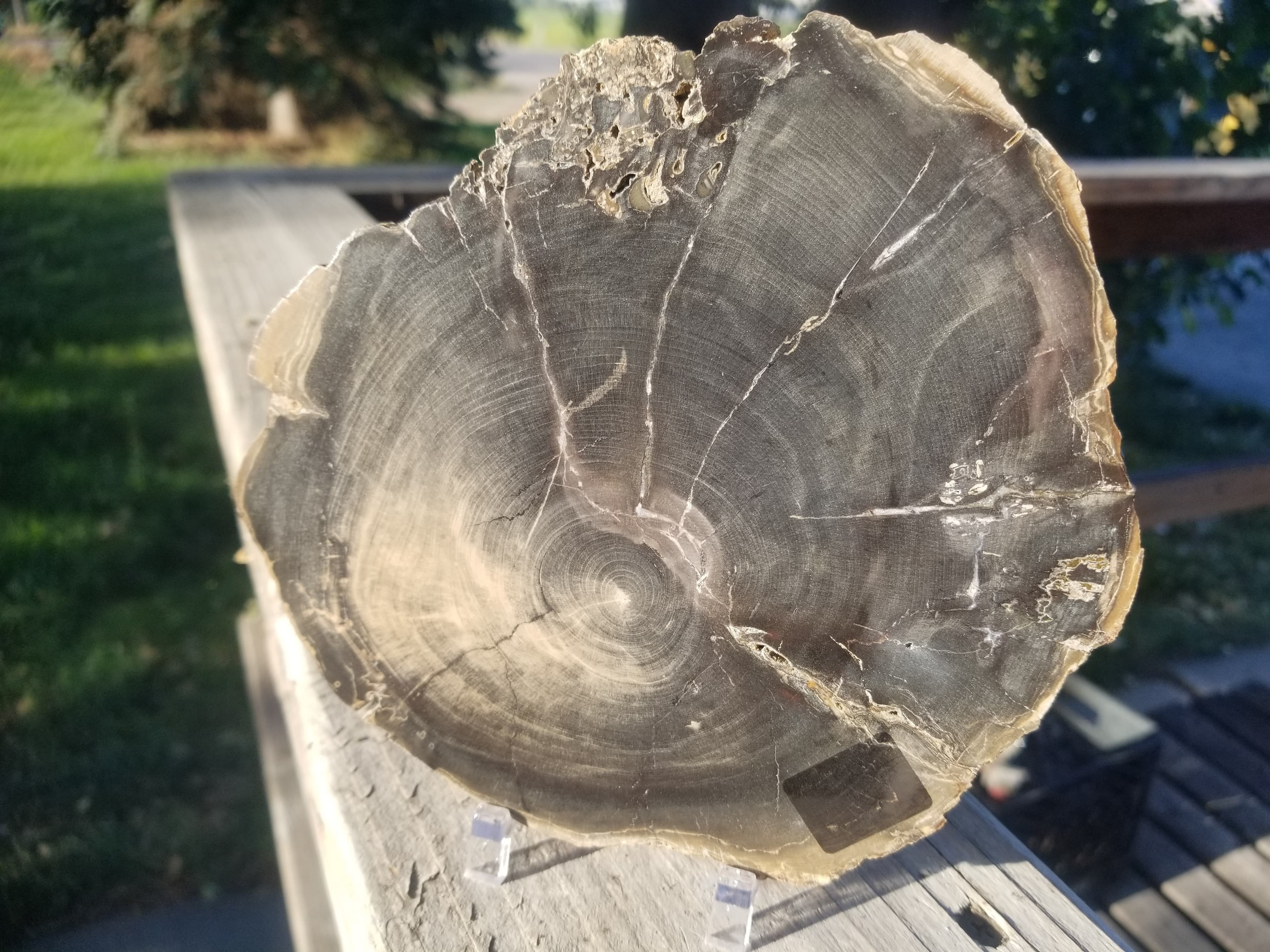 Nice Sweet Home Oregon 6" Polished Petrified Wood Slab