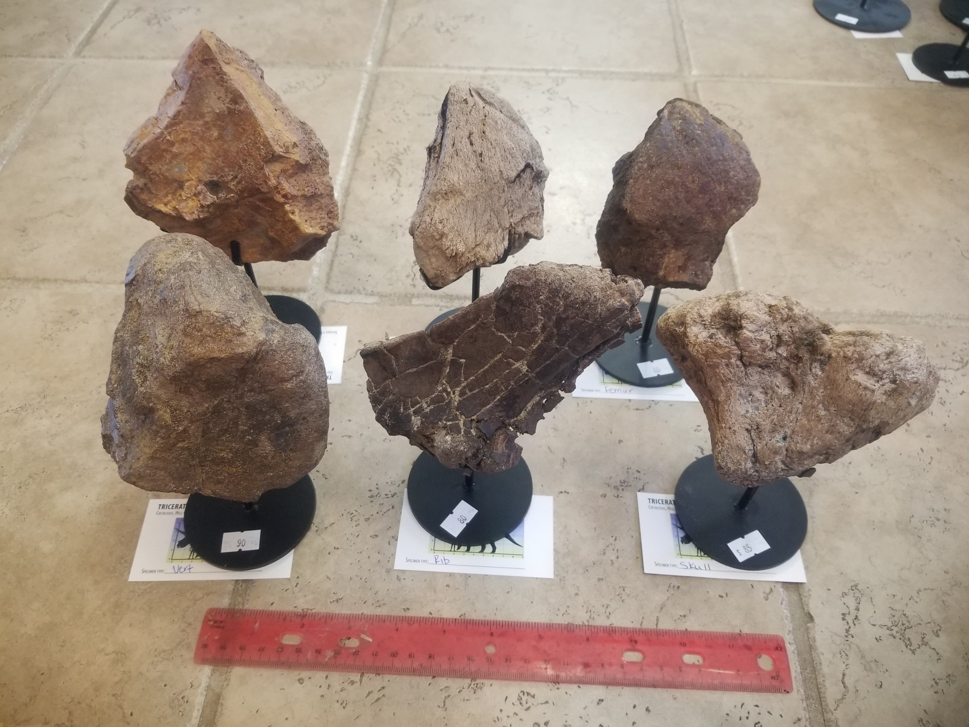*Wholesale - Nice Triceratops 6 Piece Lot Fossil Specimen Defined Cretaceous Hell Creek MT