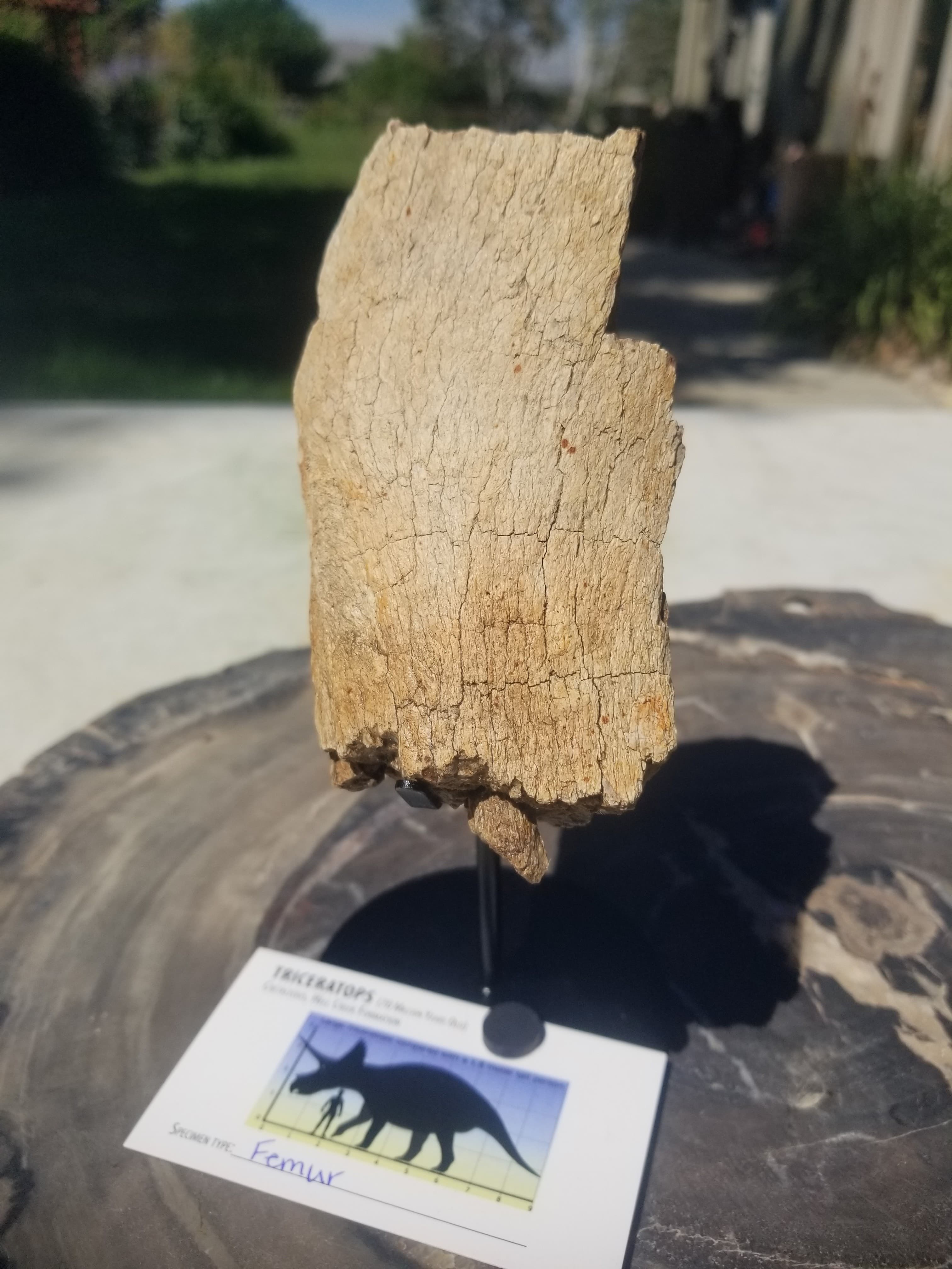 Nice Triceratops Femur Section Fossil Specimen Defined Cretaceous Hell Creek MT