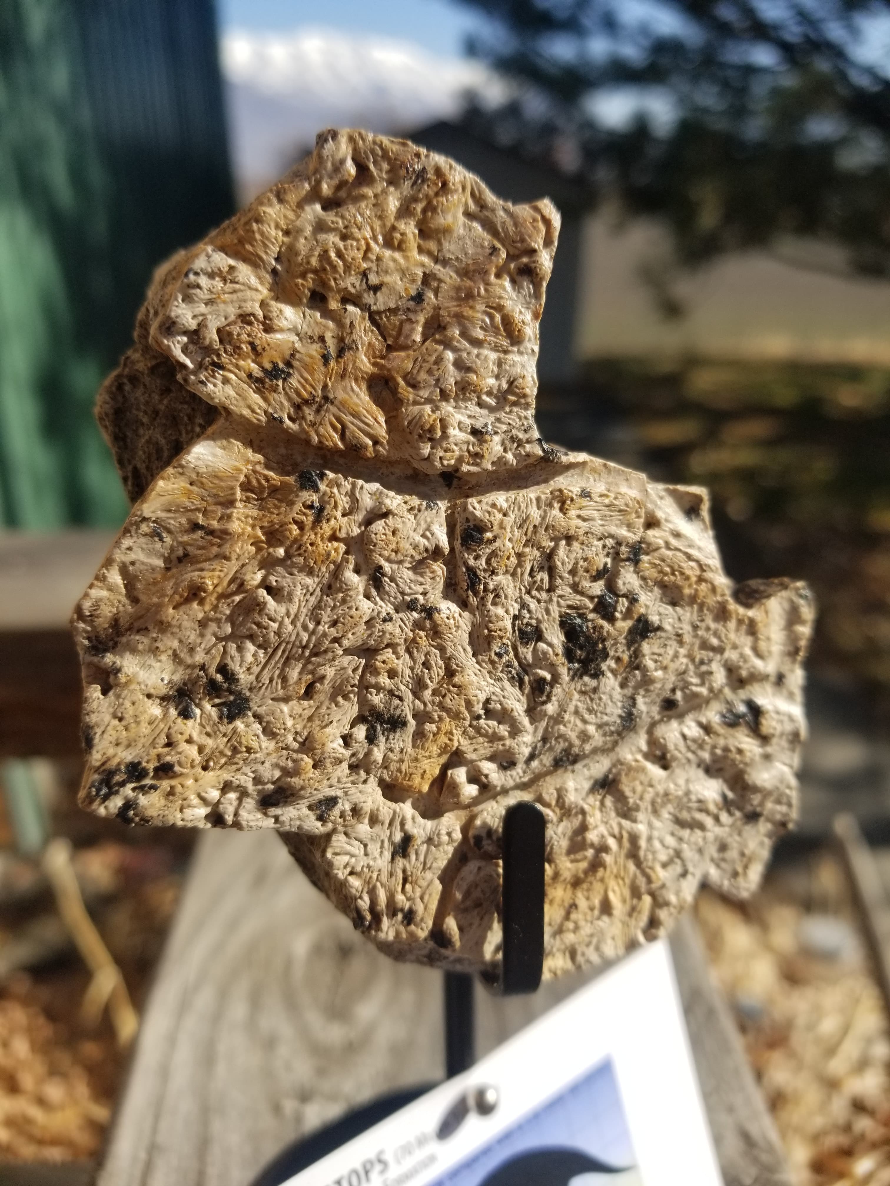 Nice Triceratops Frill Section Fossil Specimen Defined Cretaceous Hell Creek MT