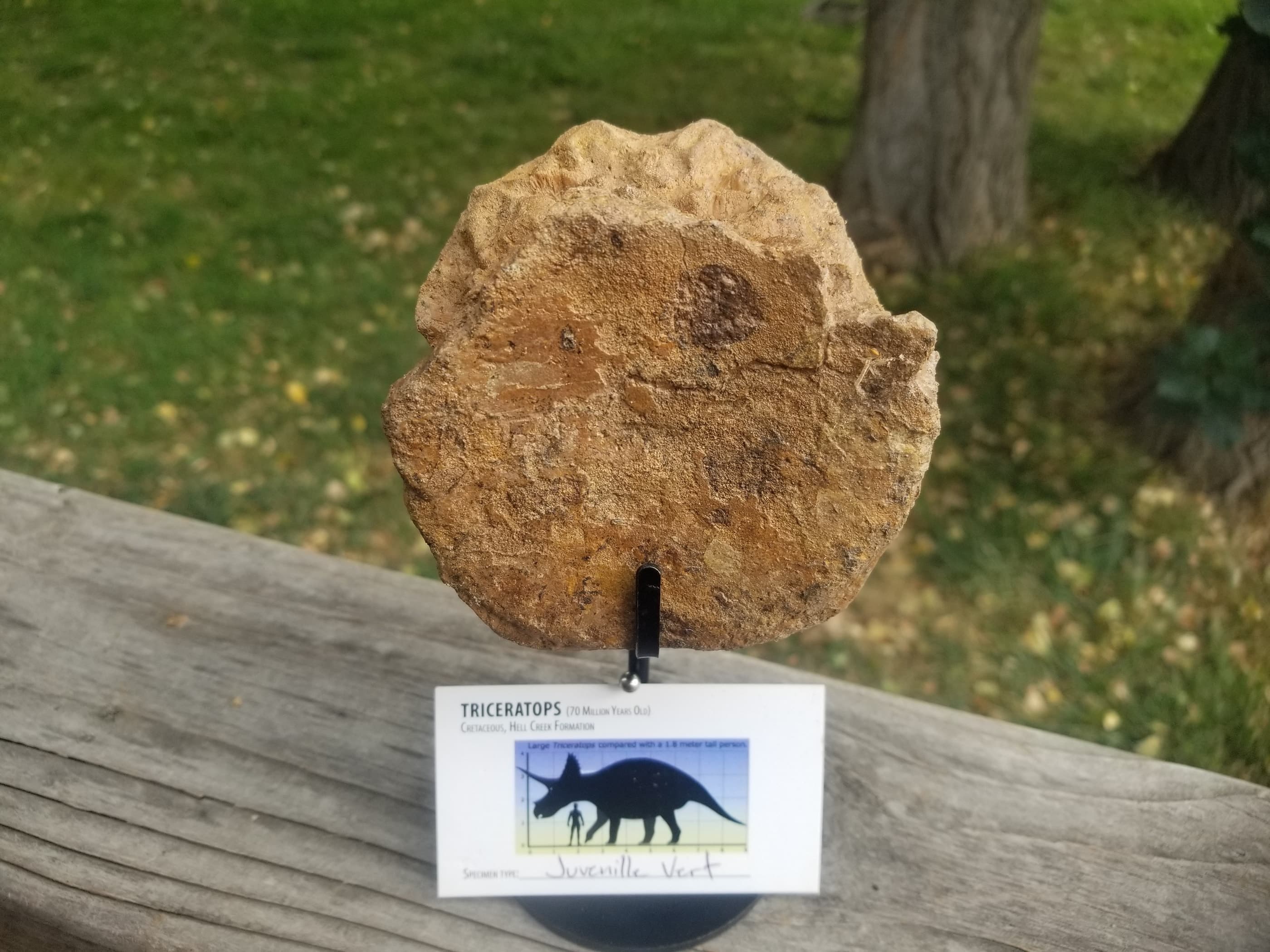 Nice Triceratops Juvenile Vert Centrum Fossil Specimen Cretaceous Hell Creek MT