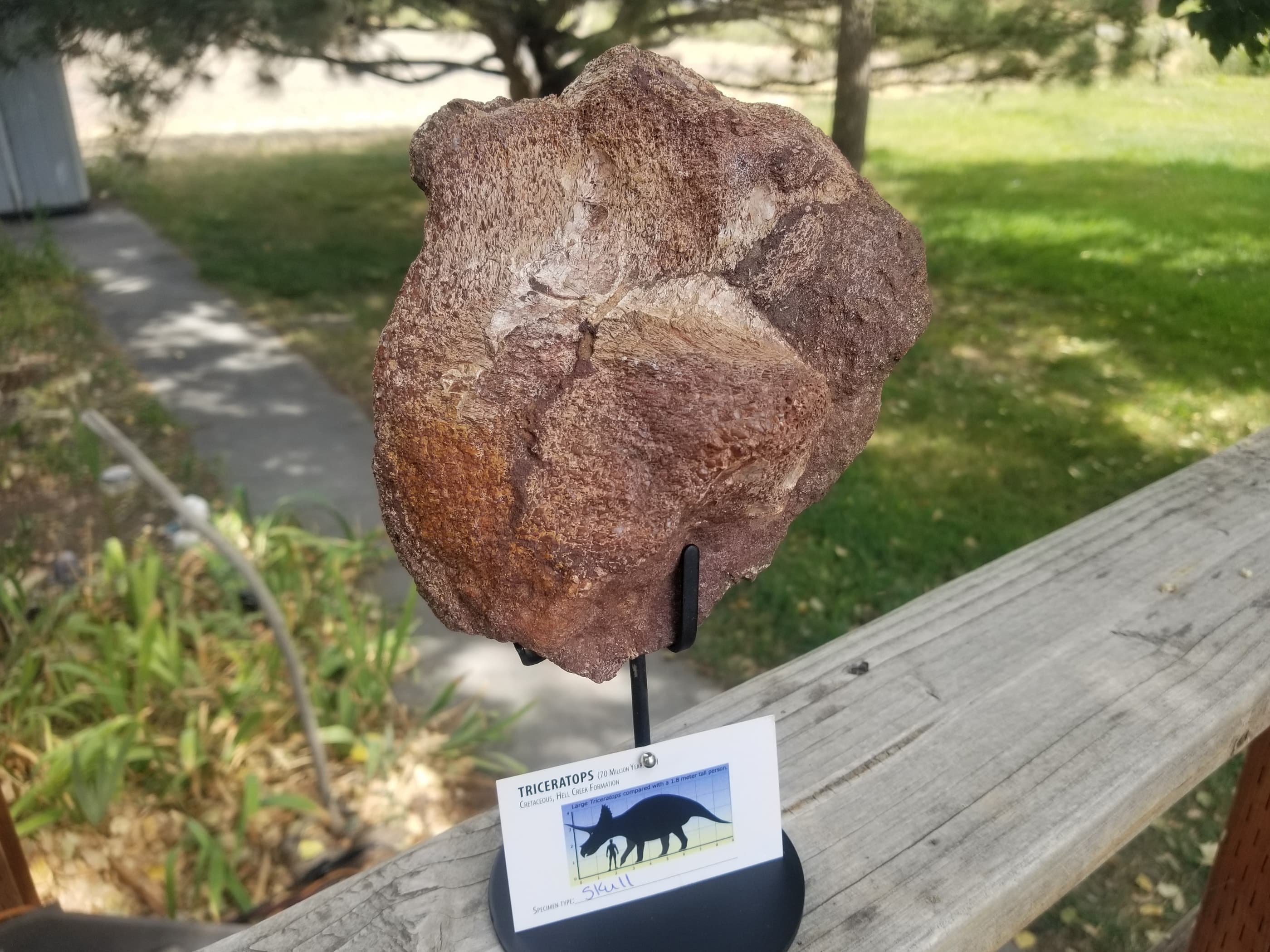 Nice Triceratops Skull Section Fossil Specimen Defined Cretaceous Hell Creek MT