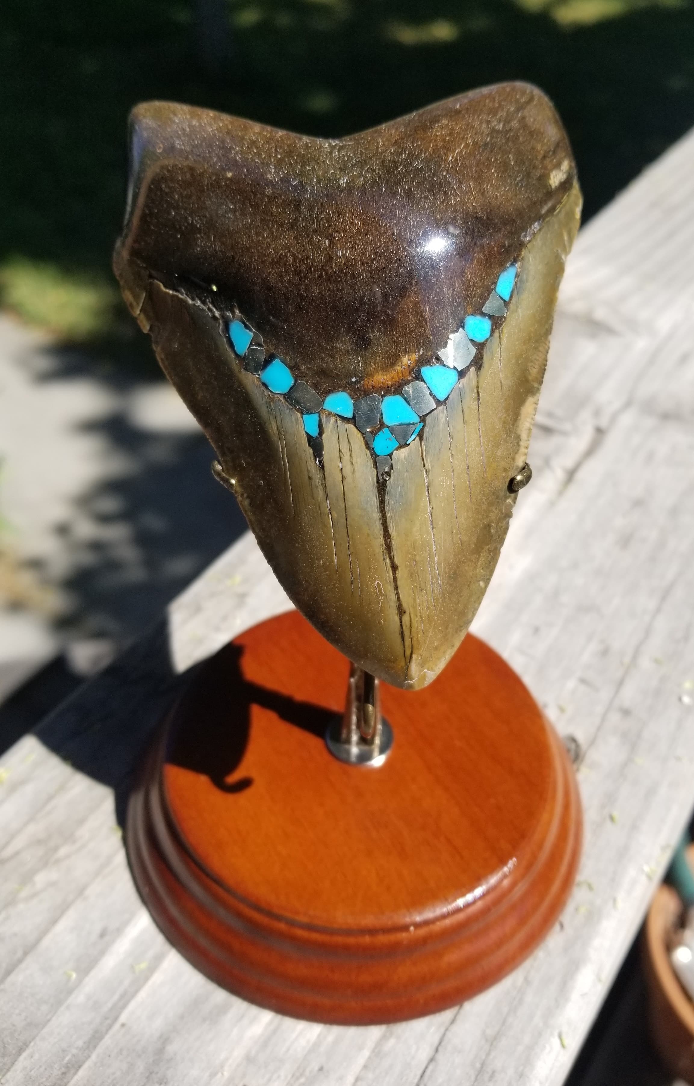 Nice Unique Custom Megalodon Shark Tooth w/Pyrite & Turquoise Inlayed Polished Nice Serrations w/Stand