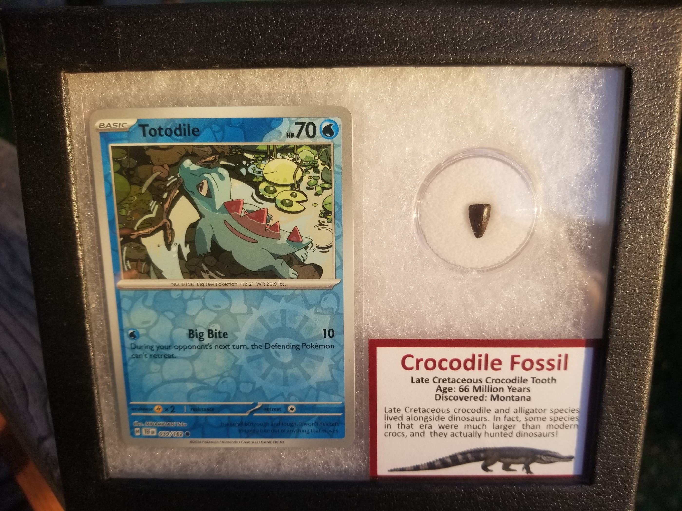 Pokemon Card Display w/Fossil Correlated to Card