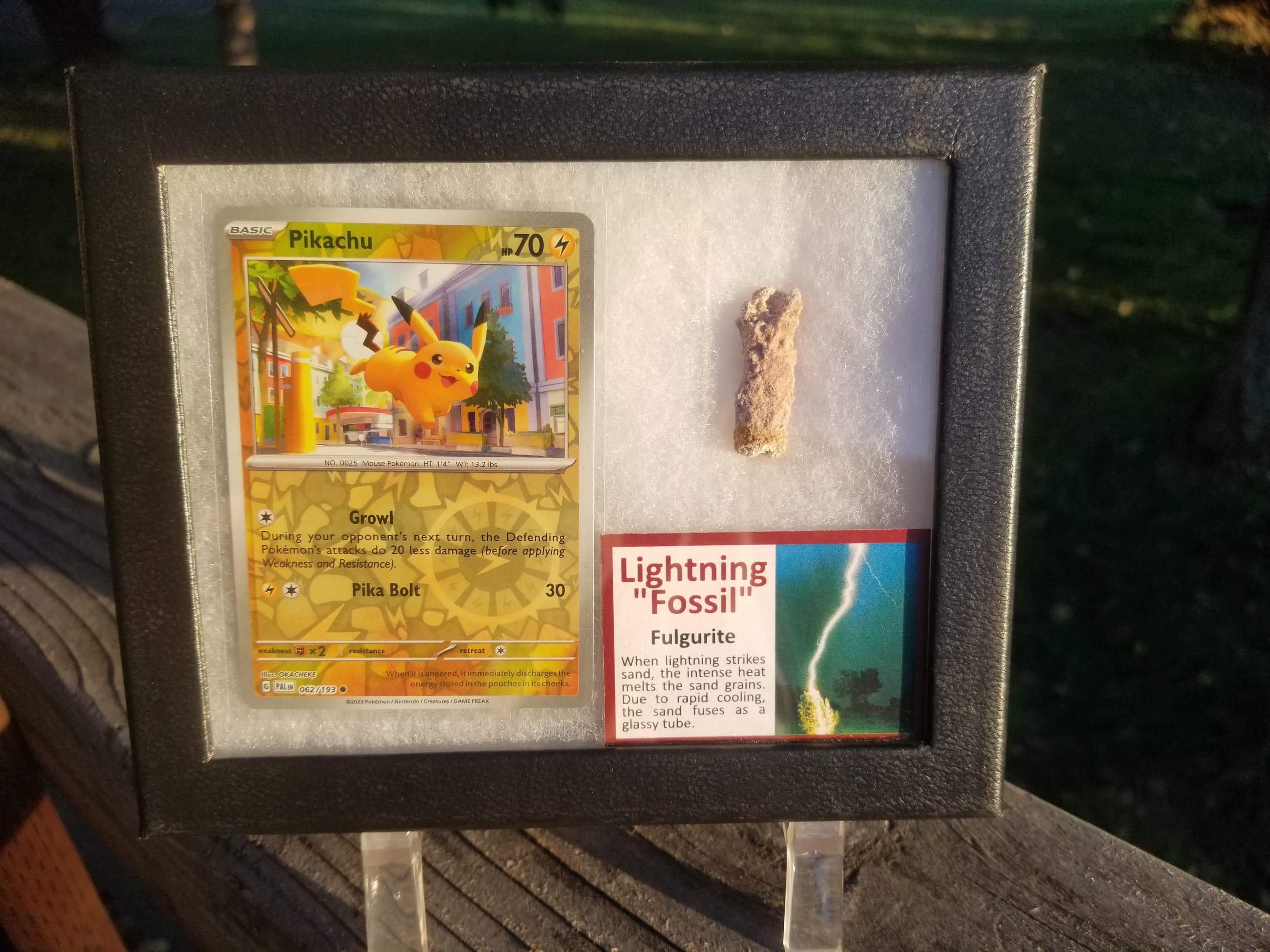 Pokemon Card Display w/Fossil Correlated to Card
