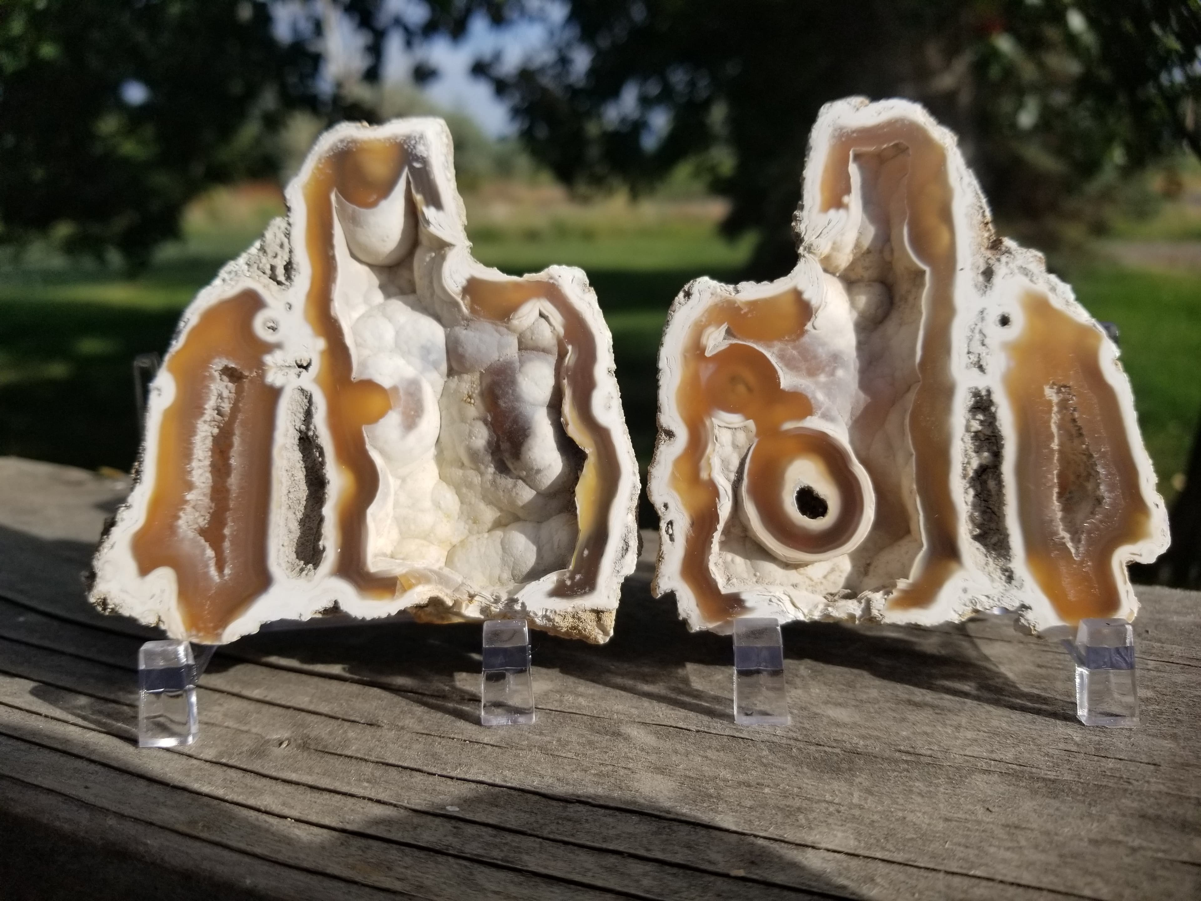 POLISHED AGATIZED CORAL FOSSIL PAIR Chalcedony Mineral Reef Ocean Specimen FL