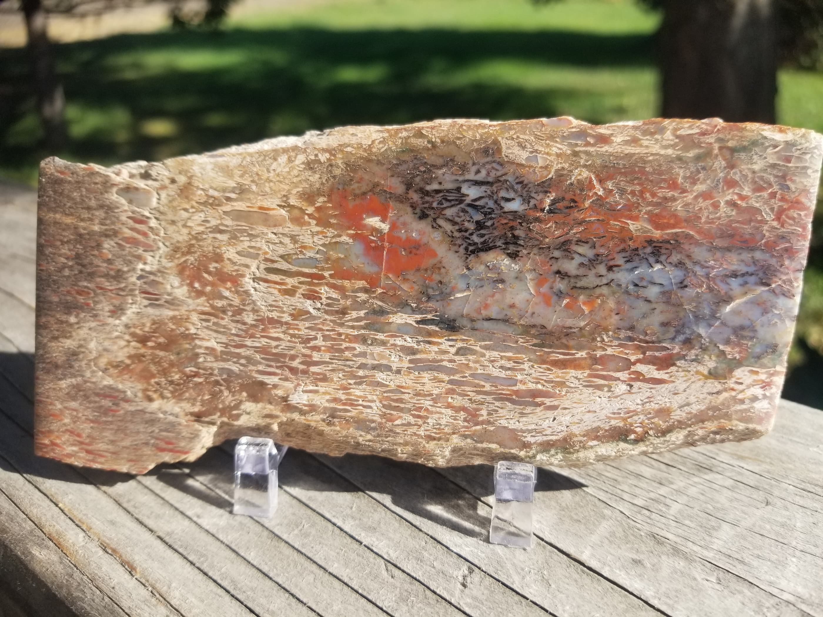 Amazing Polished Rainbow Large Cell Agatized Jurassic Dinosaur Gem Bone Specimen