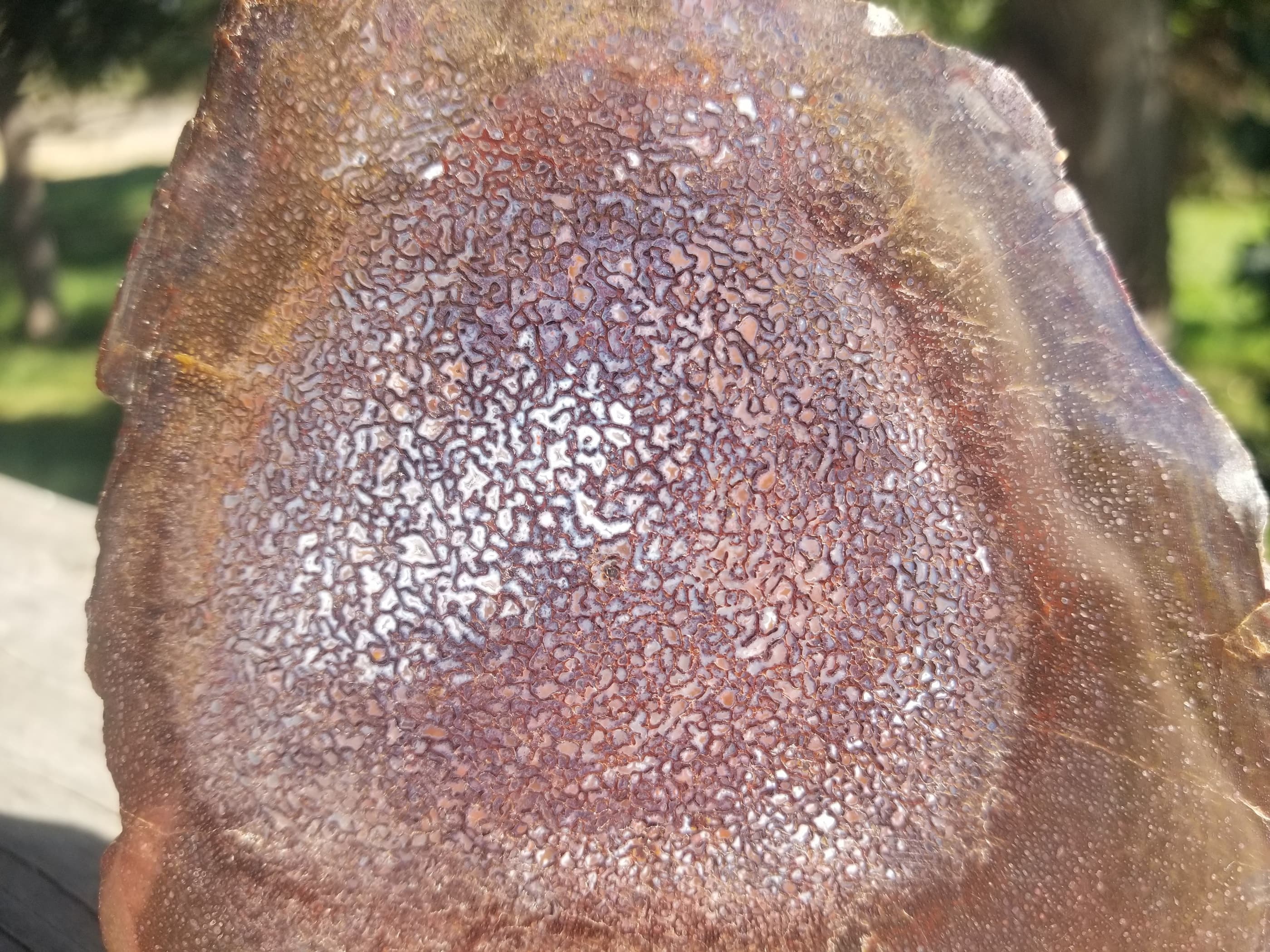 Polished Rainbow Multicolor Large Cell Agatized Jurassic Dinosaur Gem Bone Specimen 318g