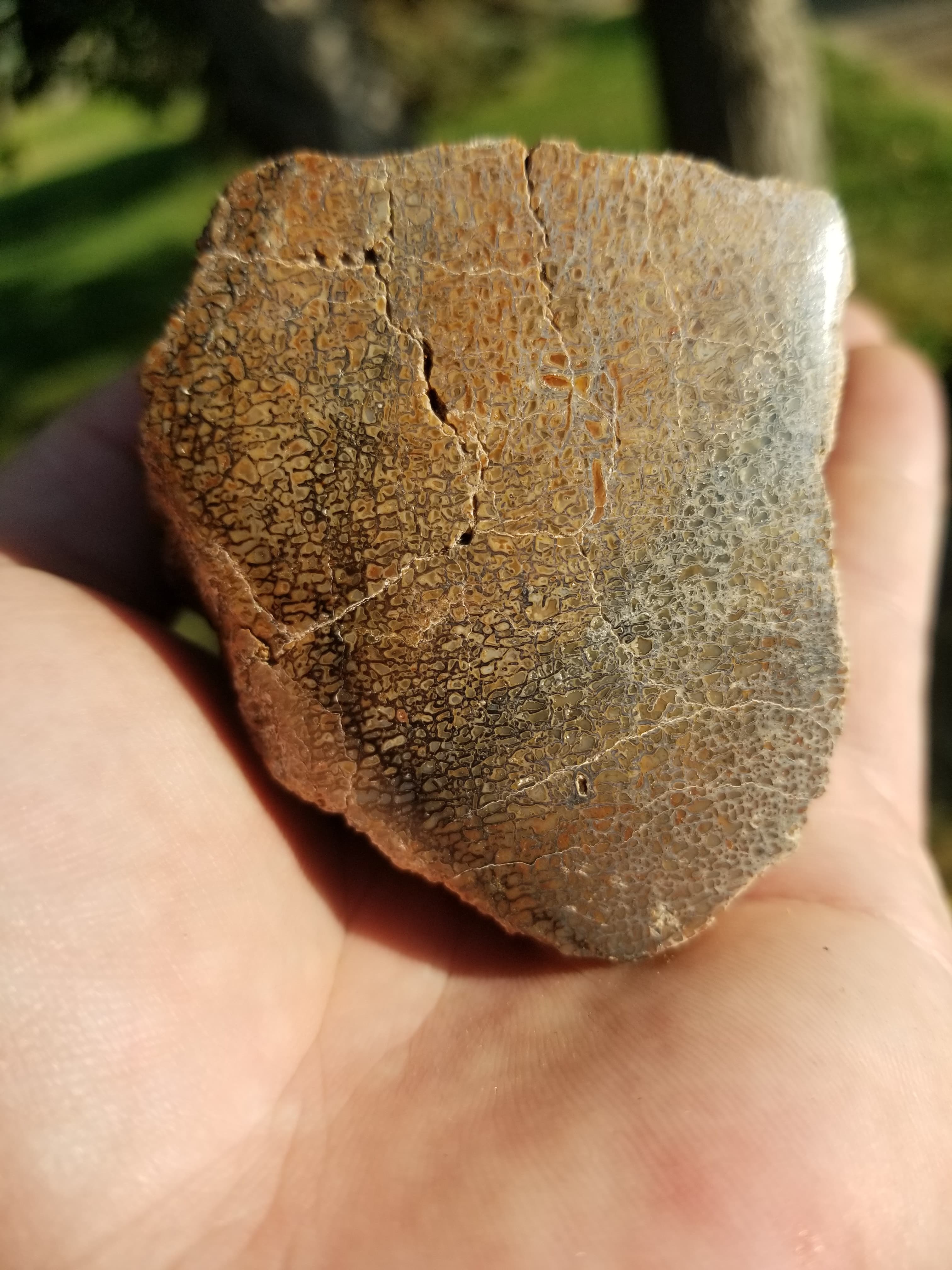 Polished Unique Opaque Multicolor Cell Agatized Jurassic Dinosaur Gem Bone Endcut Specimem 329g