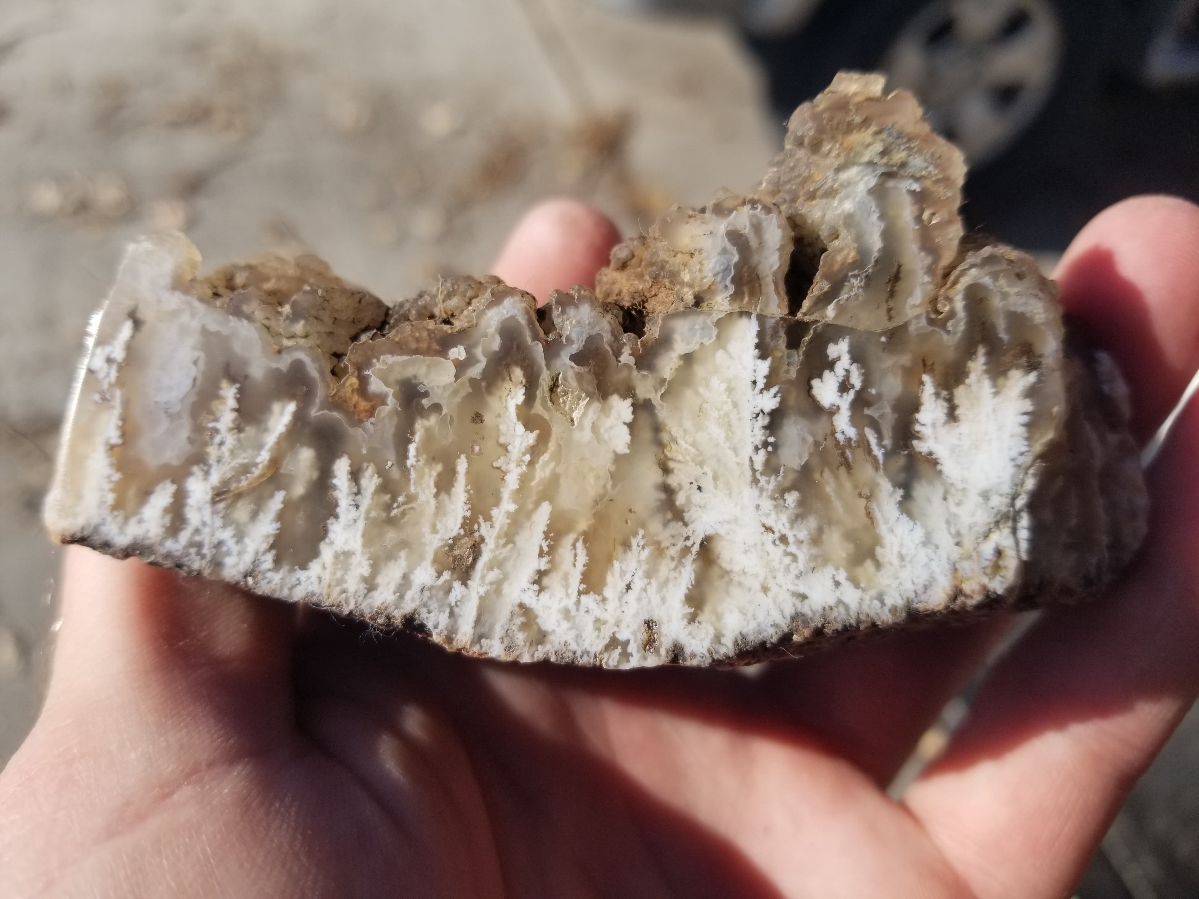 Rare Polished Mojave Desert Angel Wing White Moss Plume Agate Chalcedony Display Specimen 258g