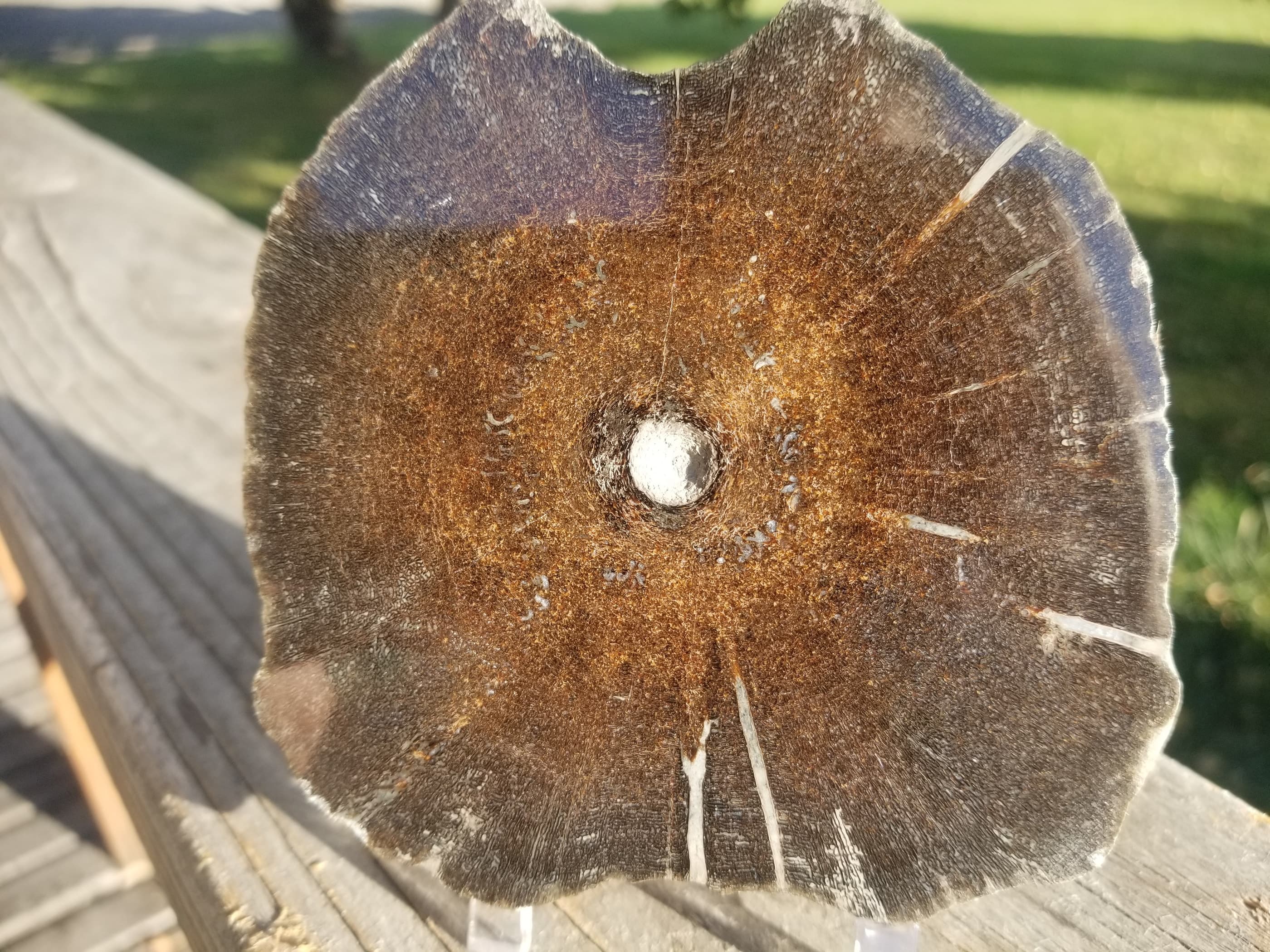 Rare Polished Pyrite Dinosaur Bone Gem Bone 276g "Ichthyosaurus Vertebrae"- Volga River