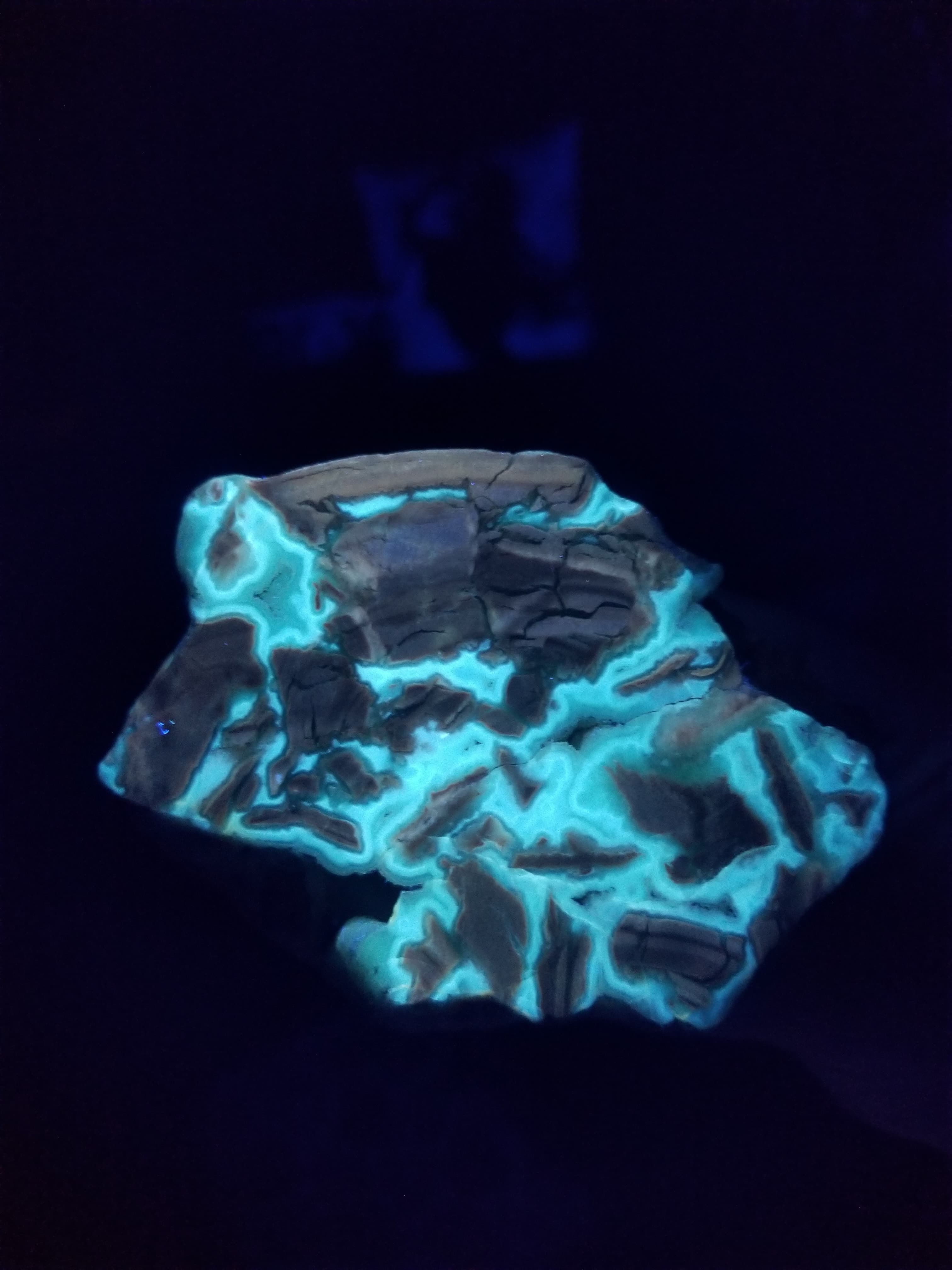Rare Polished Youngite Brecciated Jasper Agate Specimen Fluorescent Guernsey, WY
