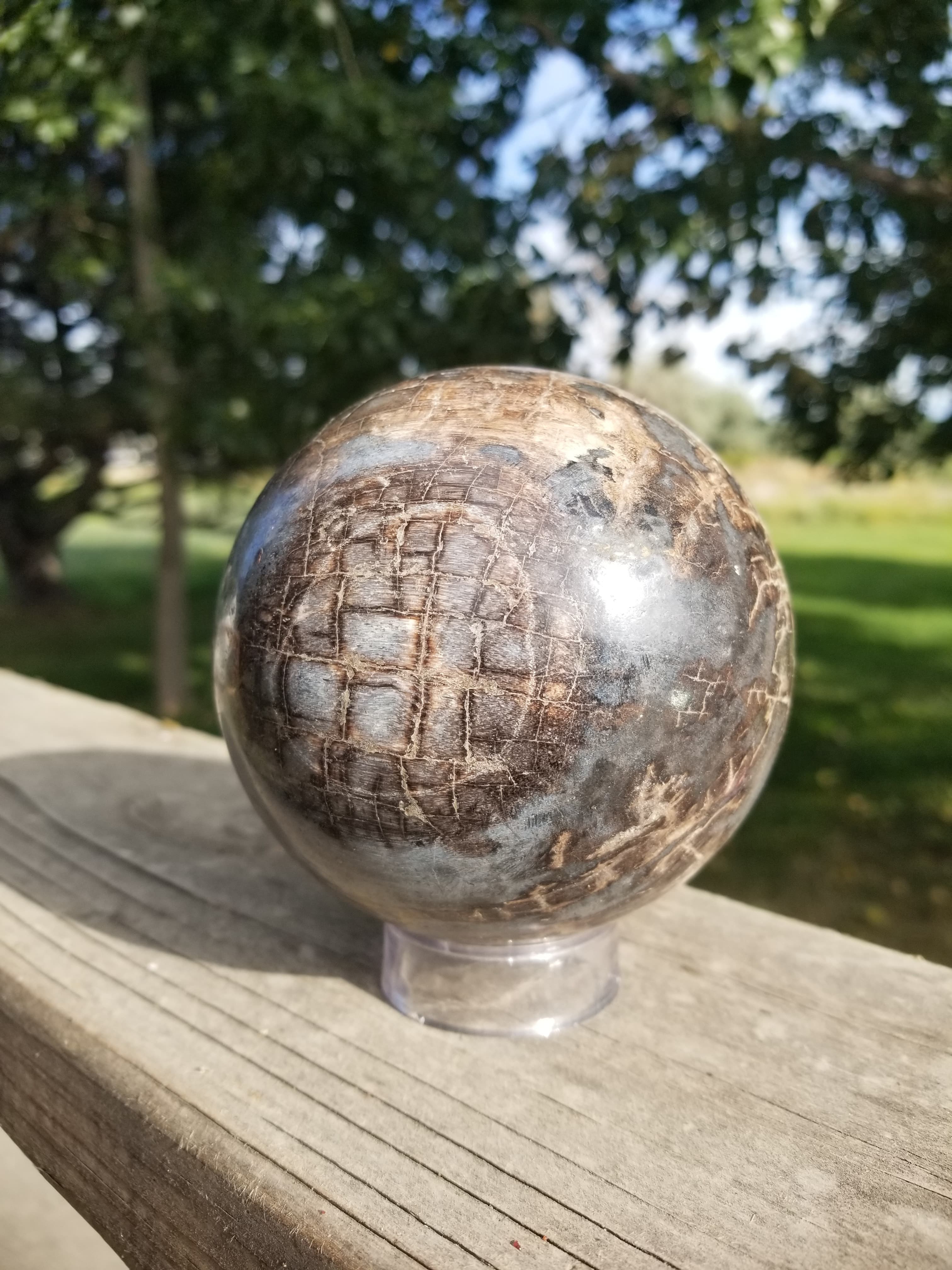 Real Large Polished Petrified Wood Sphere 4" Indonesia Nice Display Metaphysical 2.7Lb