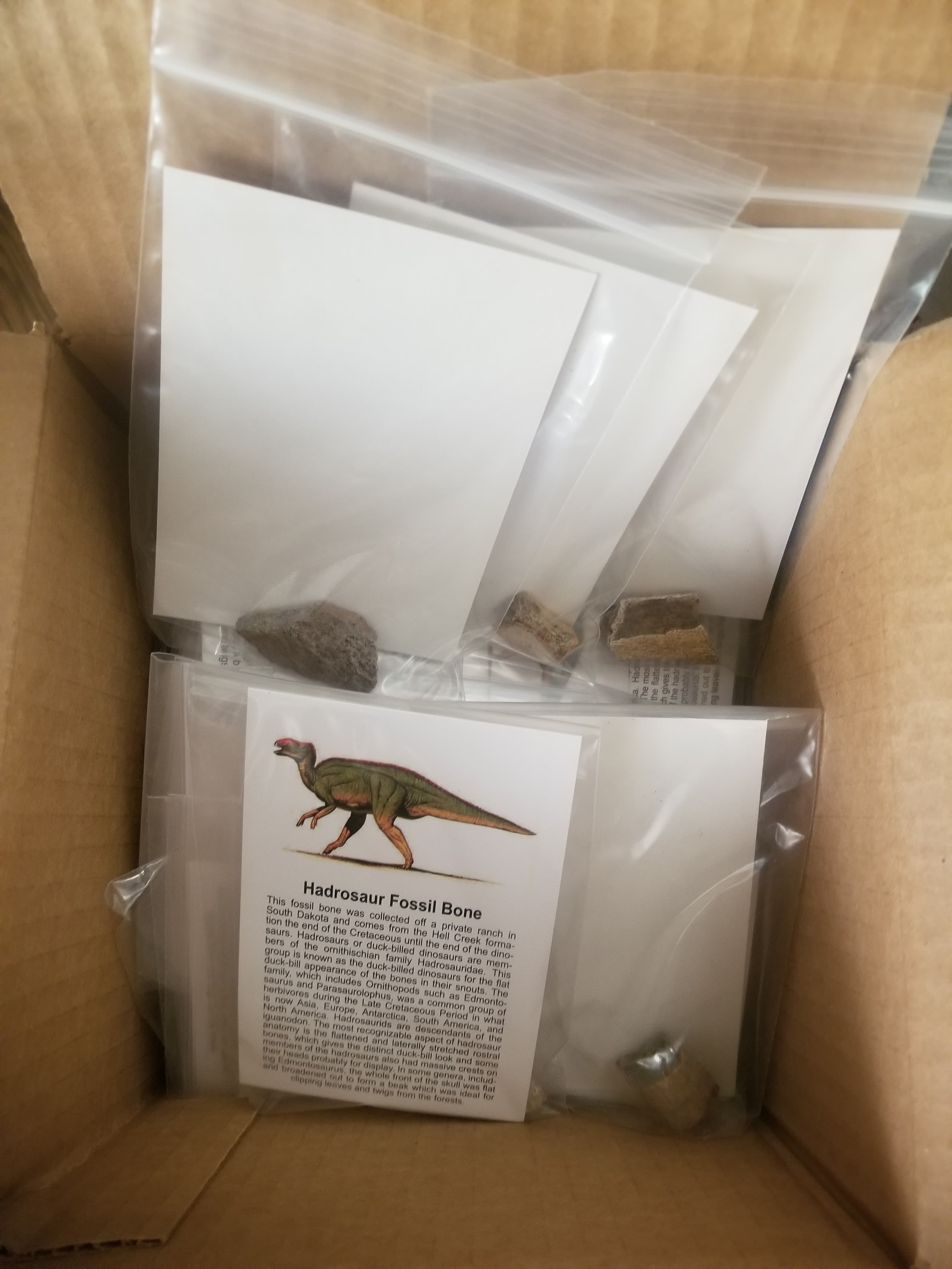Wholesale -Box of 100* Regular Hadrosaur Fossil Specimen w/Educational card (Bagged)