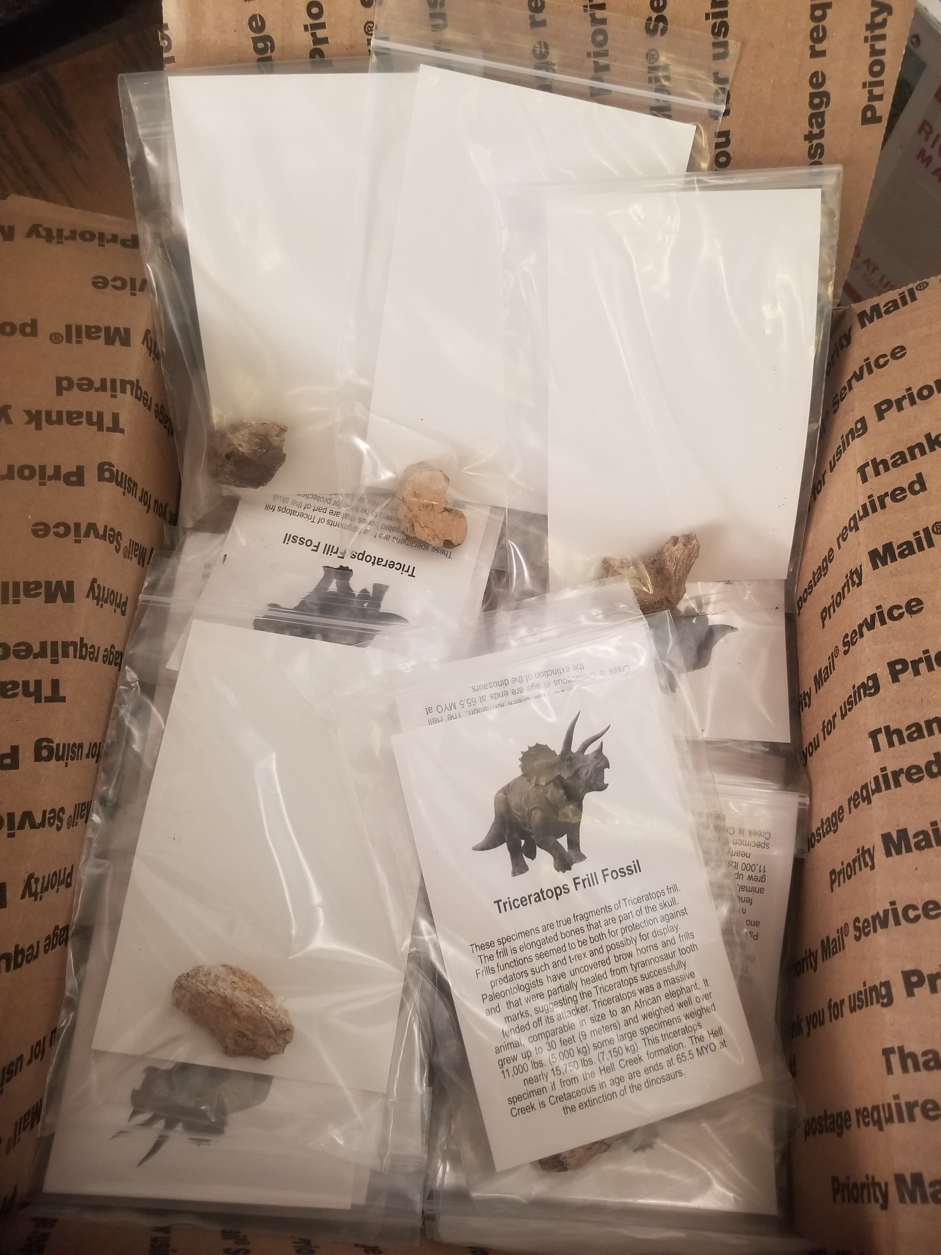 Wholesale -Box of 100* Regular Triceratops Frill Fossil Specimen w/Educational card (Bagged)