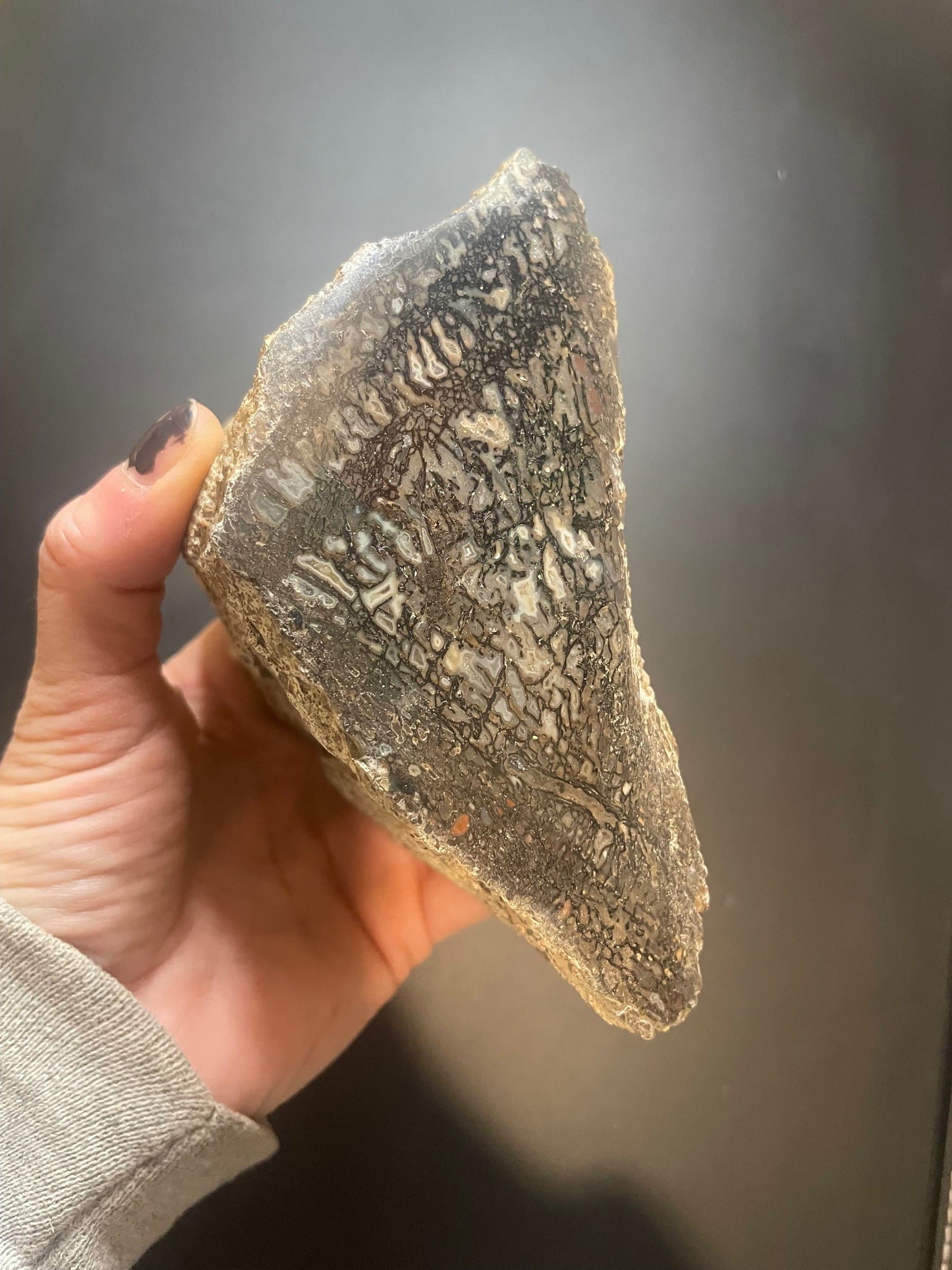 Nice Polished Agatized Dinosaur Gem Bone Specimen Large Cell Multicolor End Cut Jurrasic