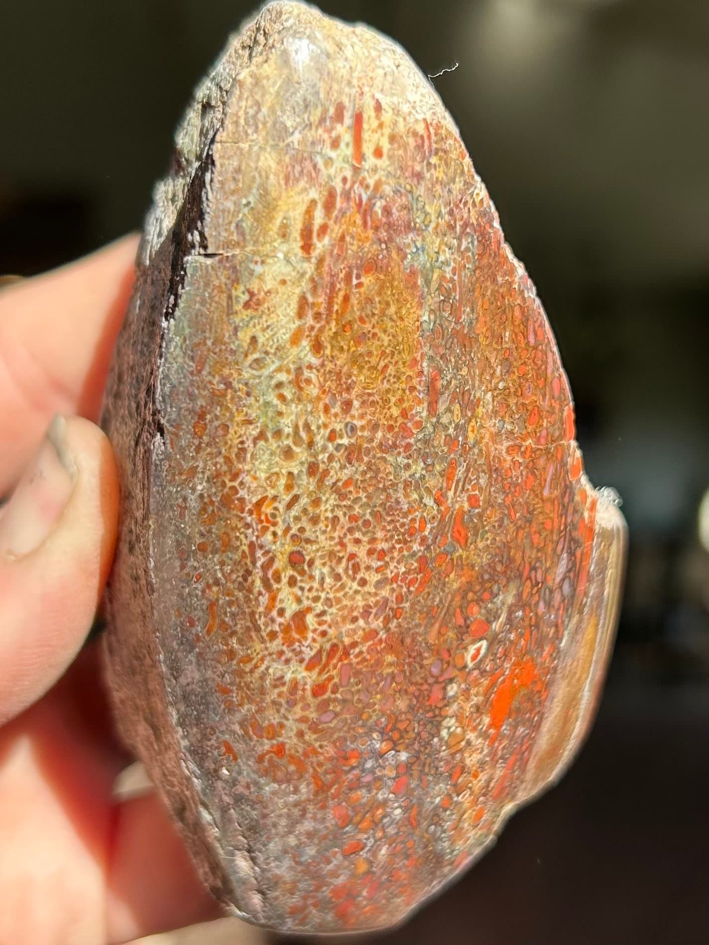 Nice Polished Agatized Dinosaur Gem Bone Specimen Multicolor End Cut Jurrasic Morrison, CO