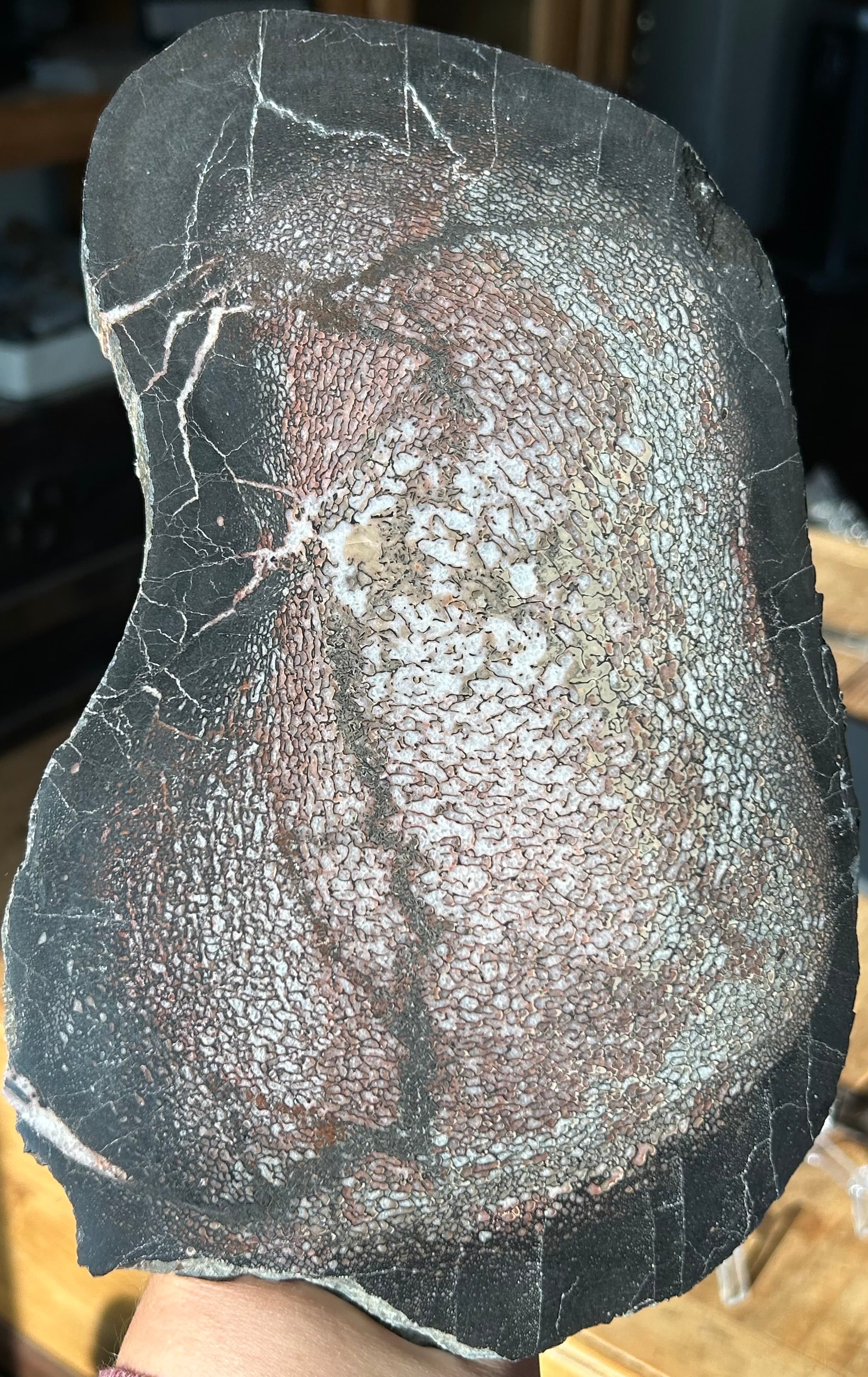 Beautiful Polished Agatized Dinosaur Gem Bone Slab 9.5x5.5 - 2.8 lbs. Jurassic Morrison, CO