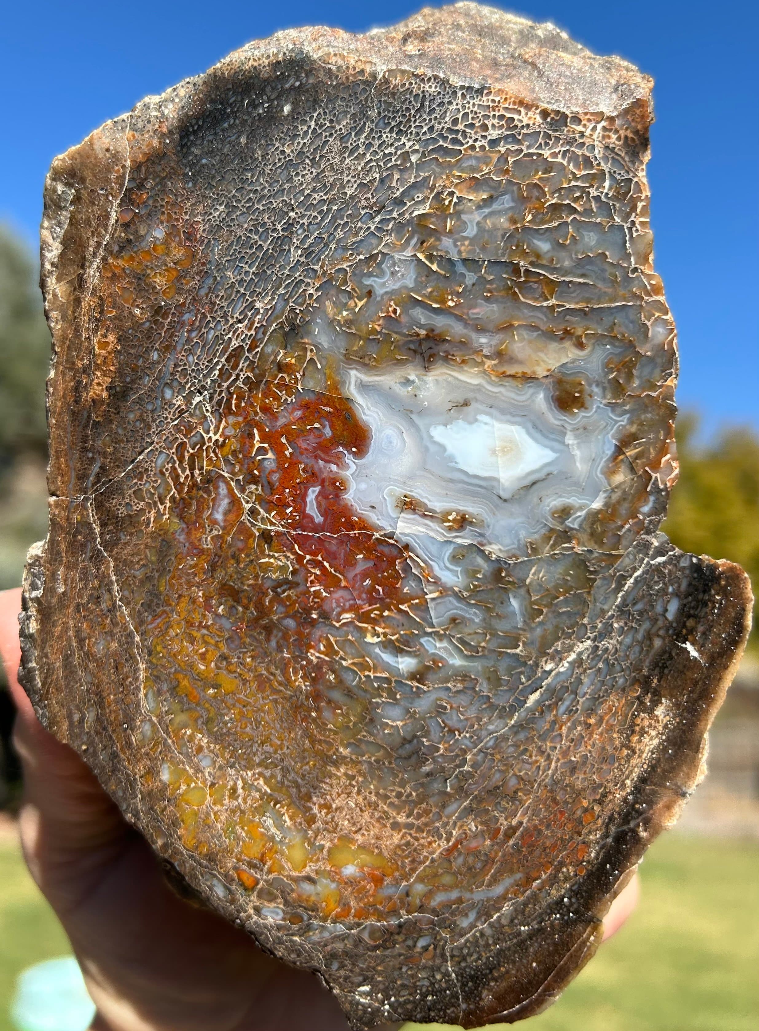 Incredible Polished Glassy Large Cell Banded Agatized Dinosaur Gem Bone Specimen - 4.2lbs Jurassic, CO