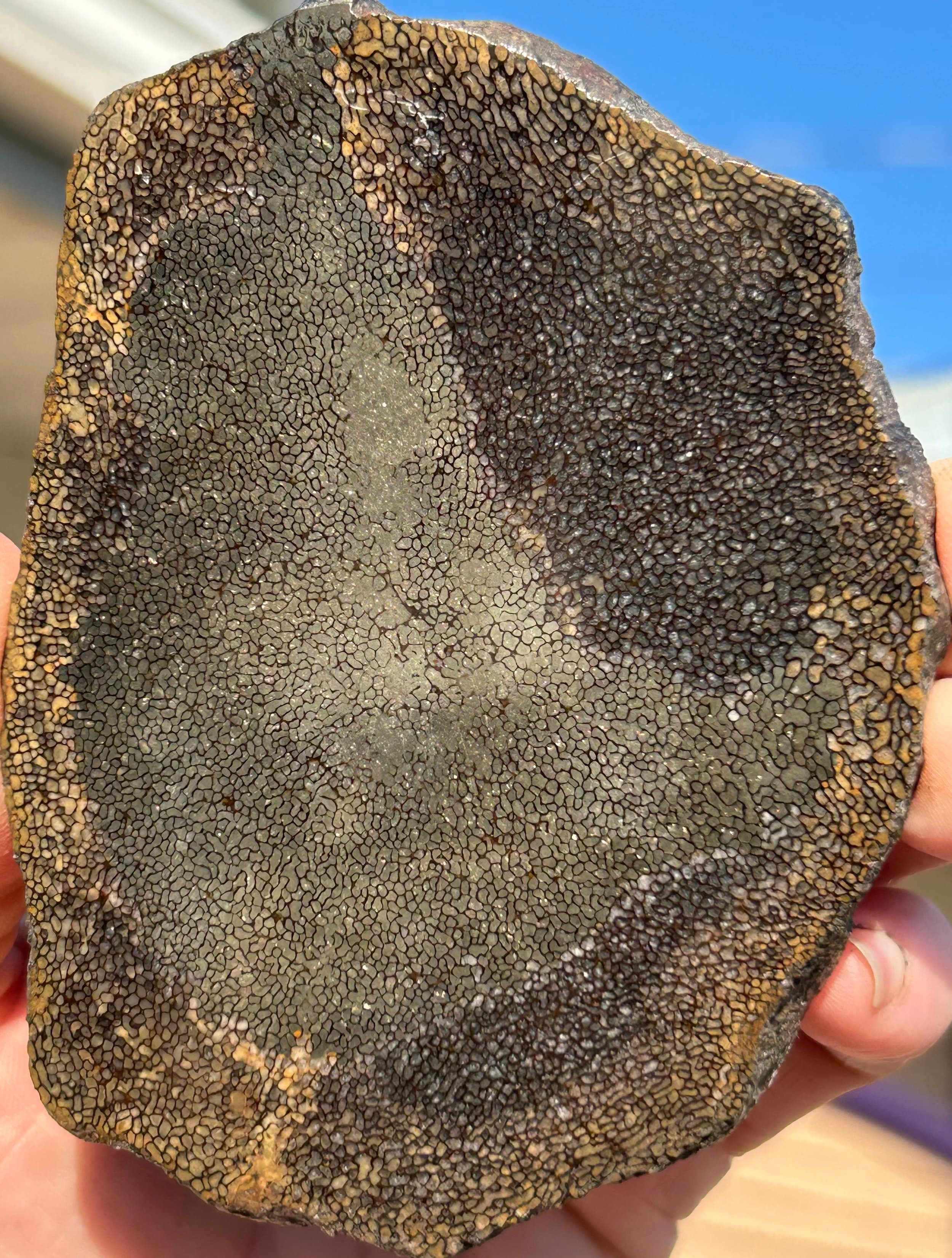Incredible Rare Double Polished Pyrite Dinosaur Bone Gem Bone - Volga River, Russia