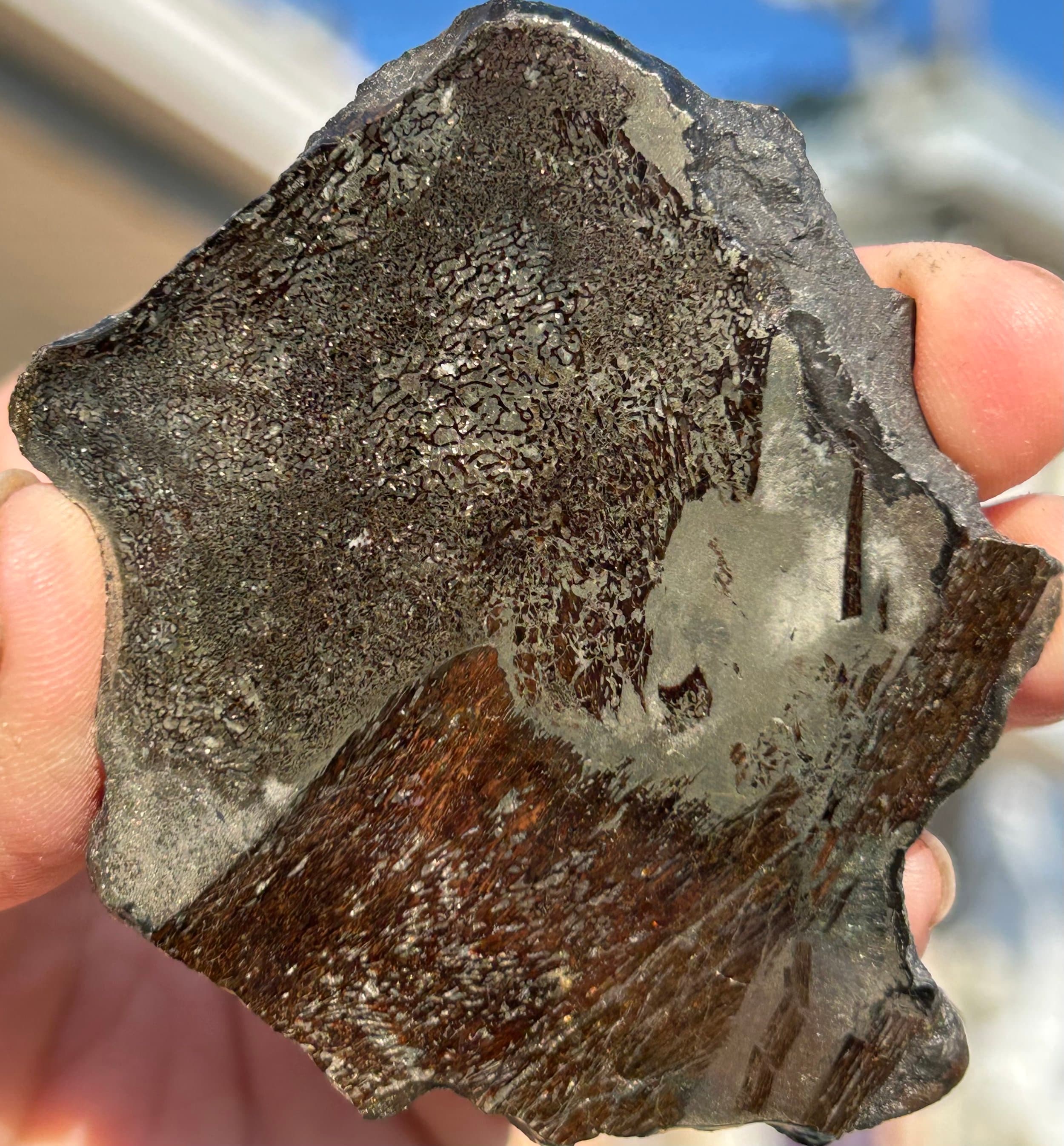 Incredible Rare Polished Pyrite Dinosaur Bone Gem Bone - Volga River, Russia