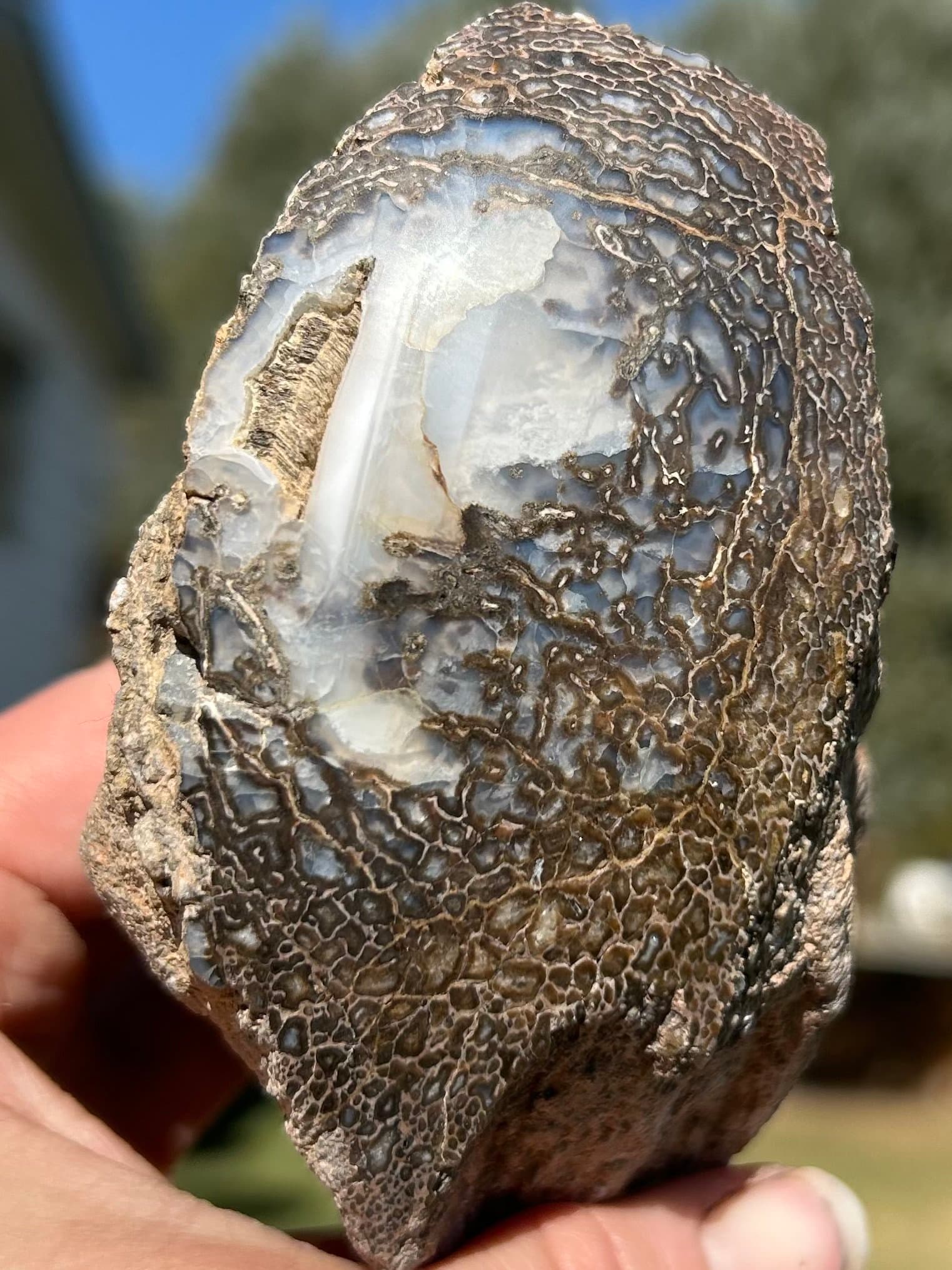 Beautiful Glassy Polished Agatized Dinosaur Gem Bone Large Cell w/Water Lines Jurassic Morrison, CO